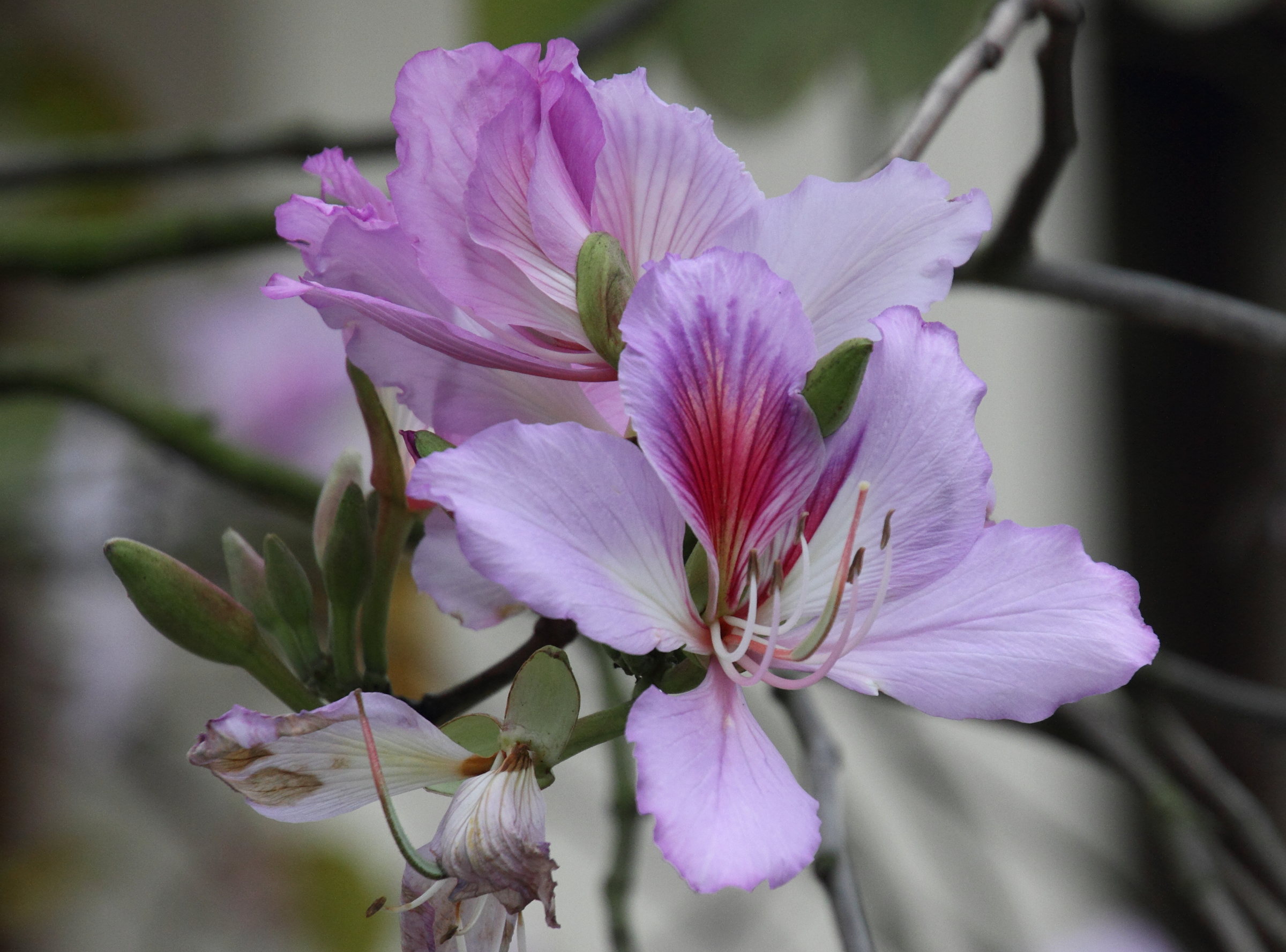 Afficher le média bauhinia_variegata7md bauhinia_variegata7md