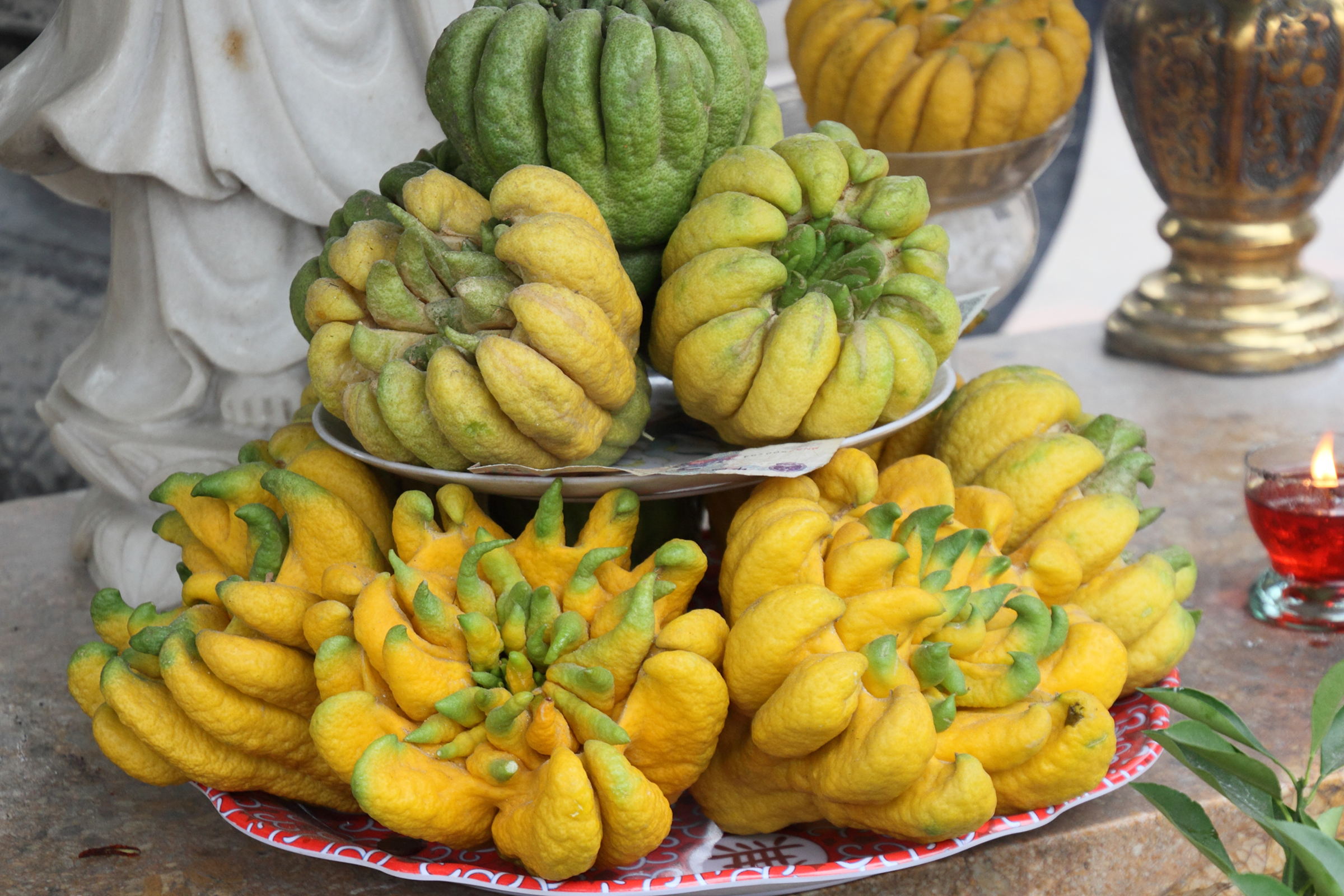 Afficher le média citrus_medica_sarcodactylis4md citrus_medica_sarcodactylis4md