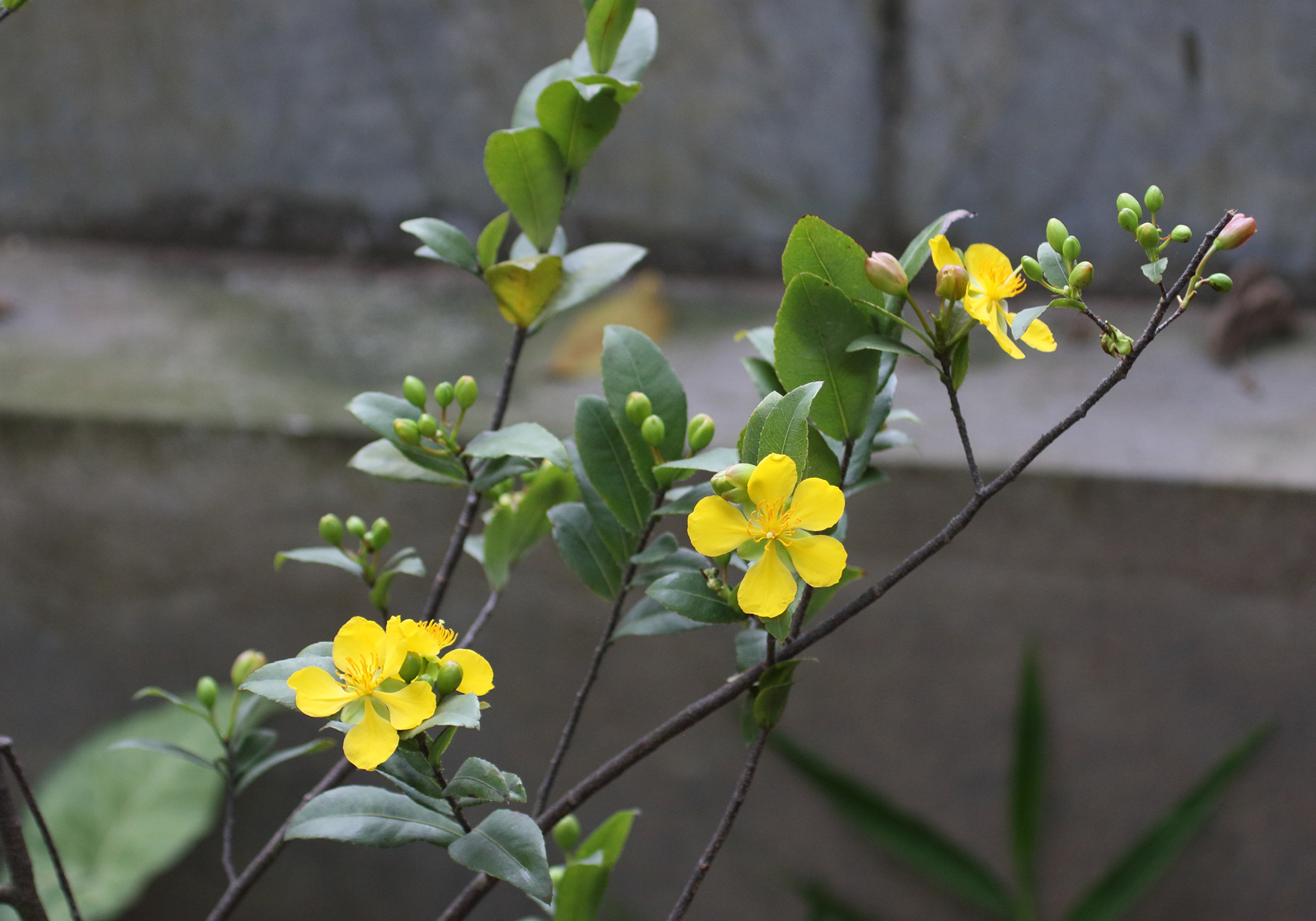 ochna_integerrima1bd