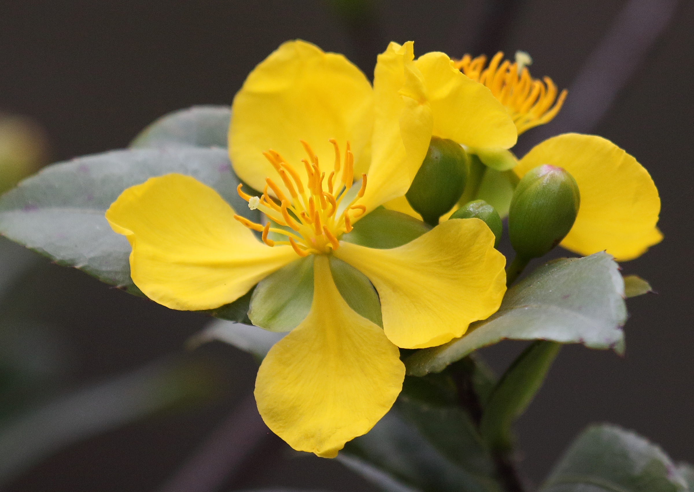 ochna_integerrima2bd