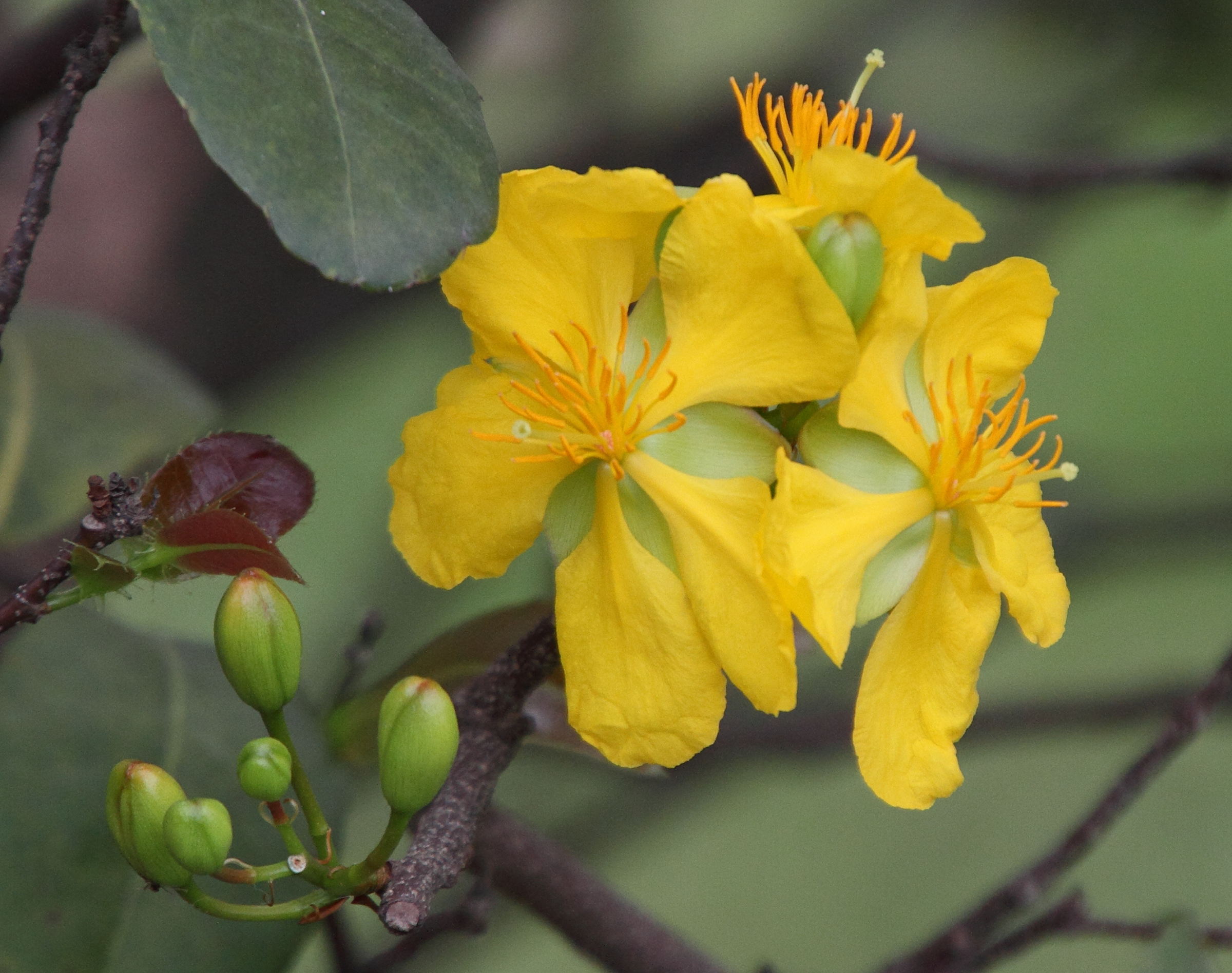 ochna_integerrima3md