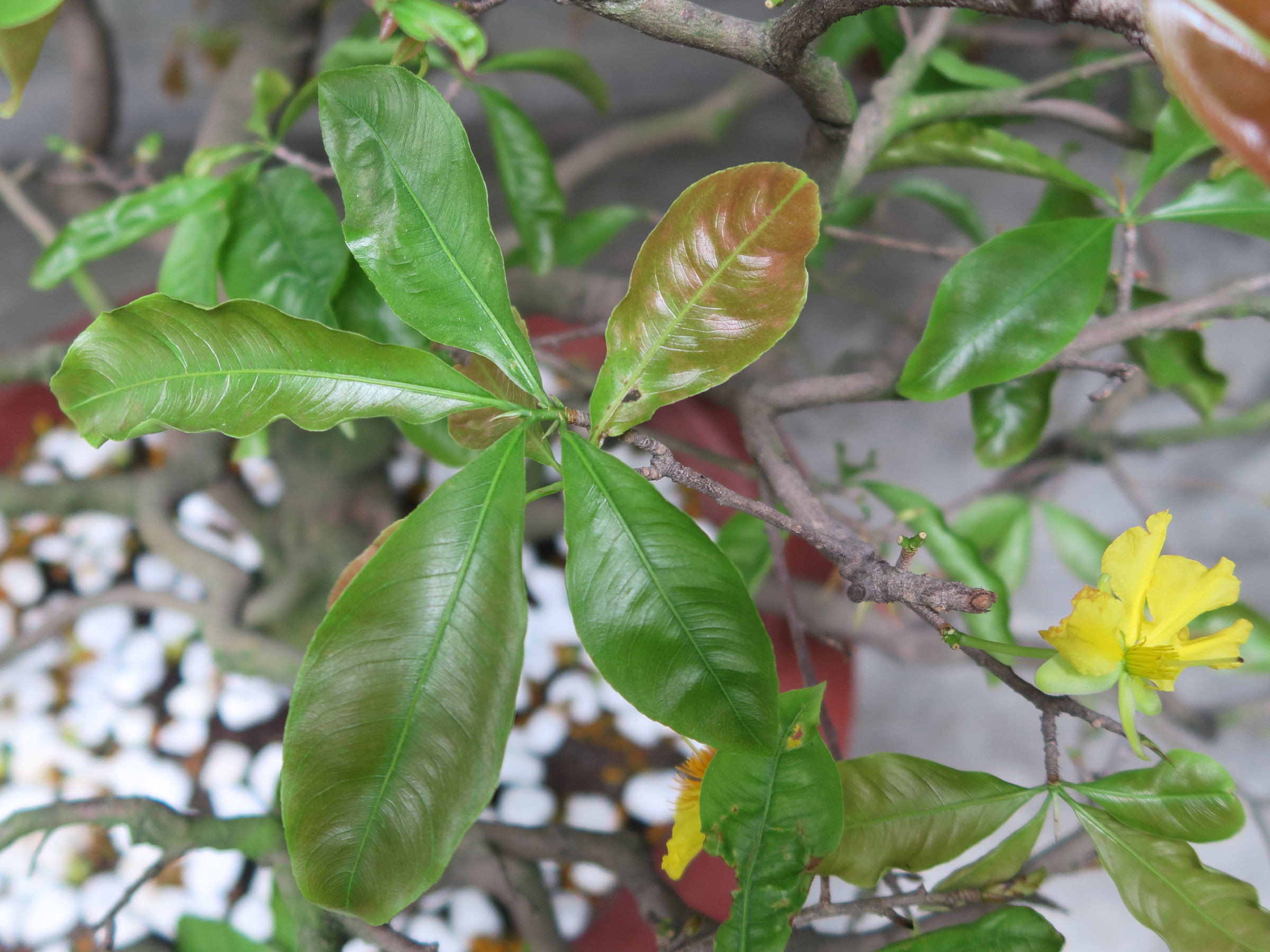 ochna_integerrima4md