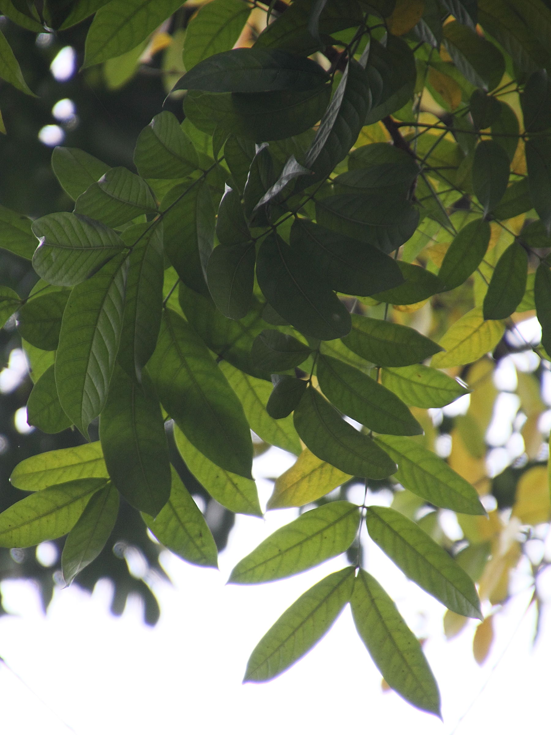 Afficher le média swietenia_macrophylla5md swietenia_macrophylla5md