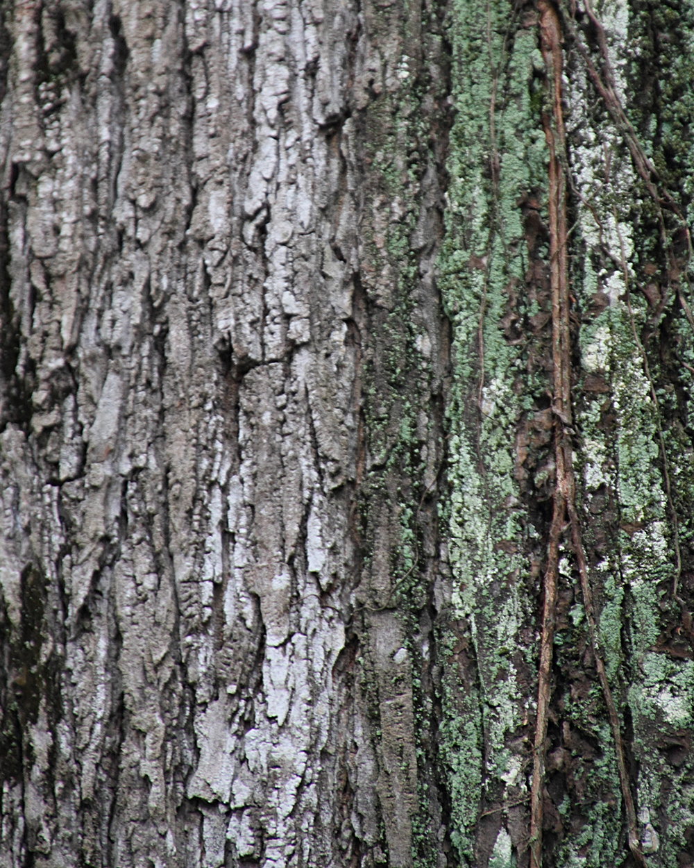 Afficher le média swietenia_macrophylla6md swietenia_macrophylla6md