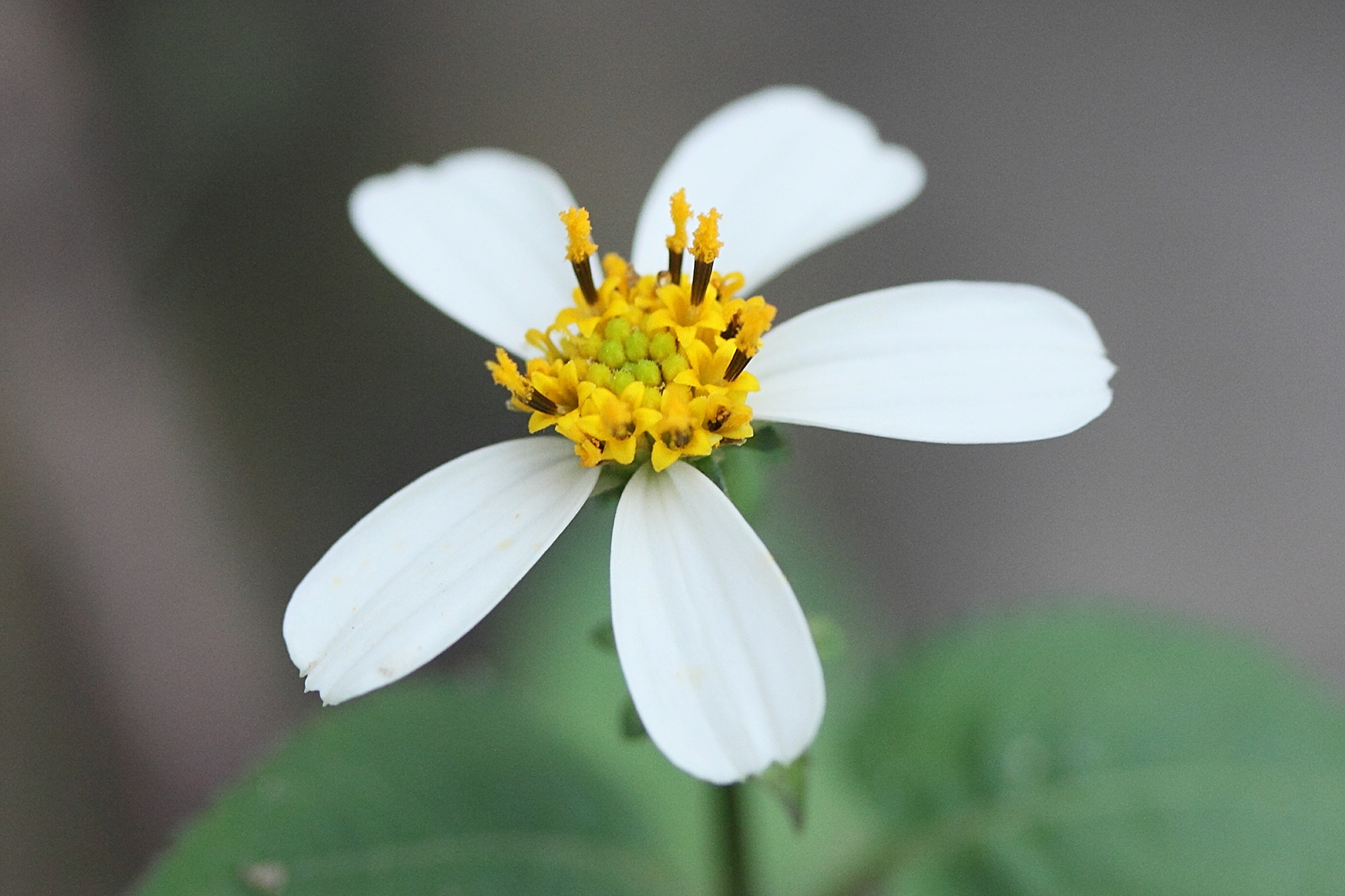 bidens_pilosa6md