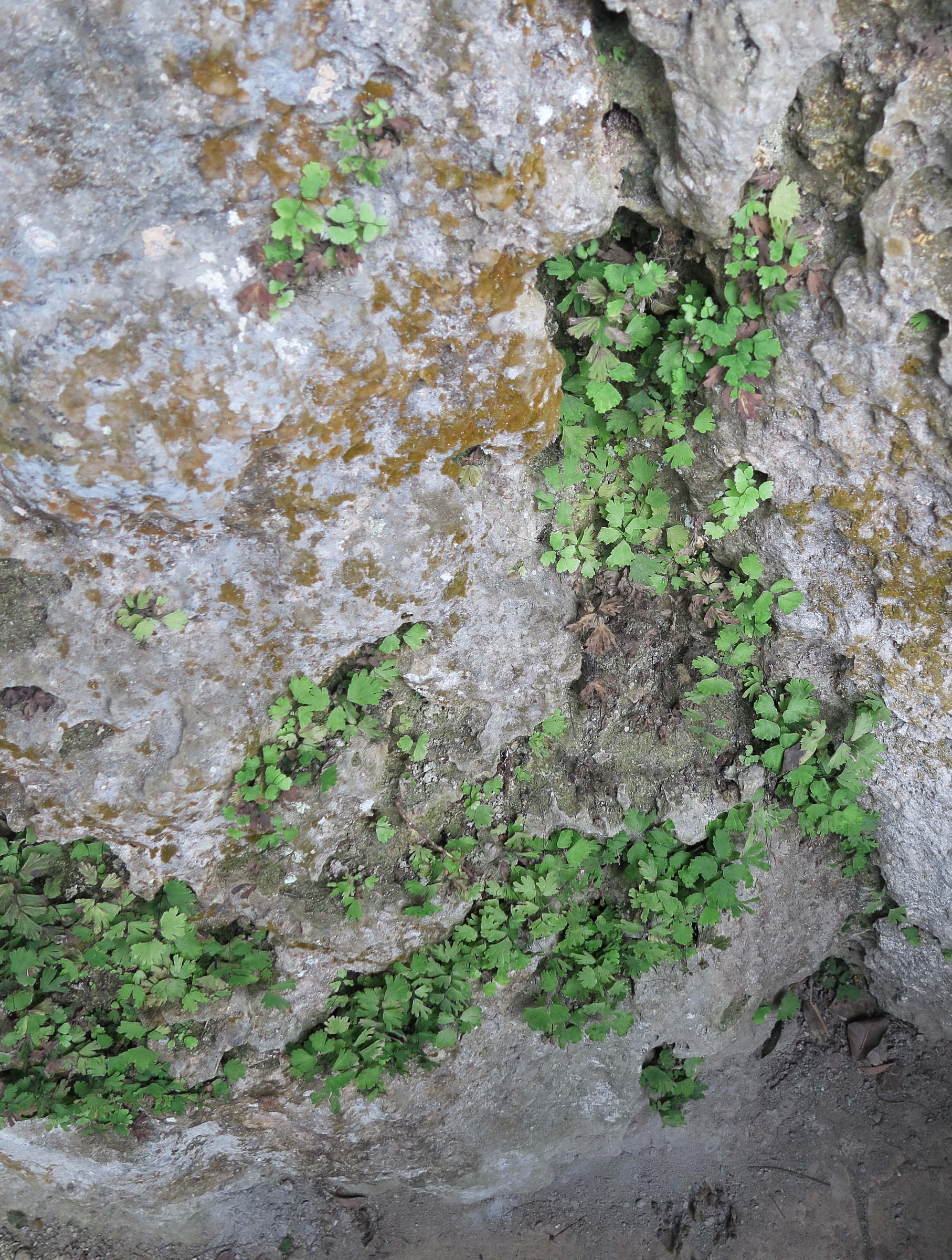 Afficher le média adiantum_capillus-veneris6md adiantum_capillus-veneris6md