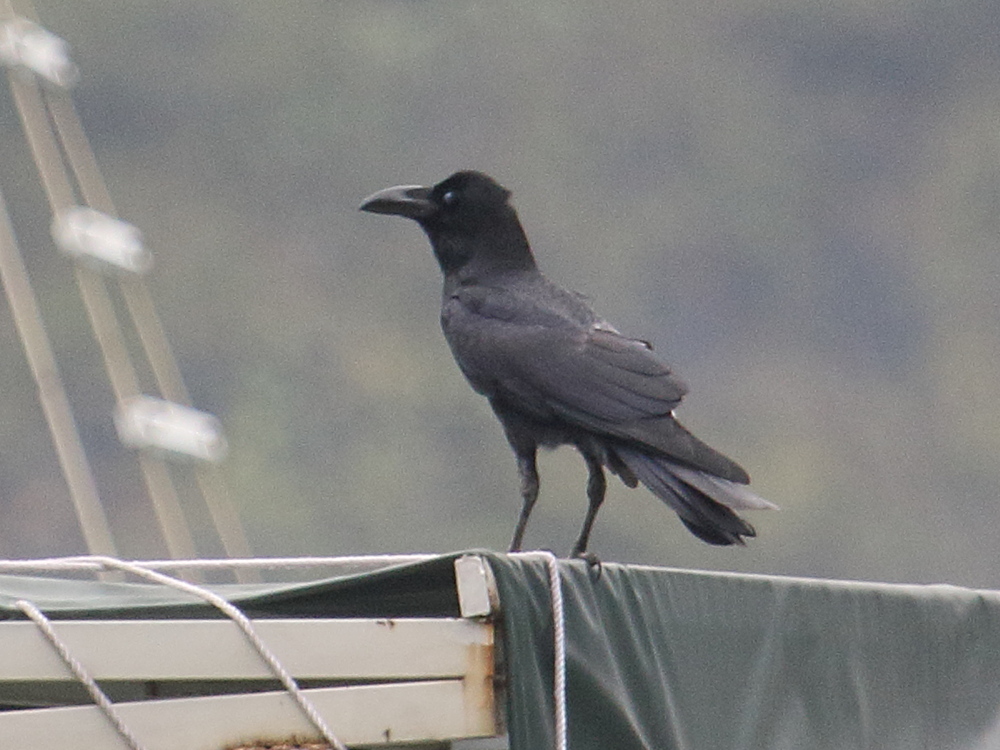 Afficher le média corvus_macrorhynchos1bd corvus_macrorhynchos1bd