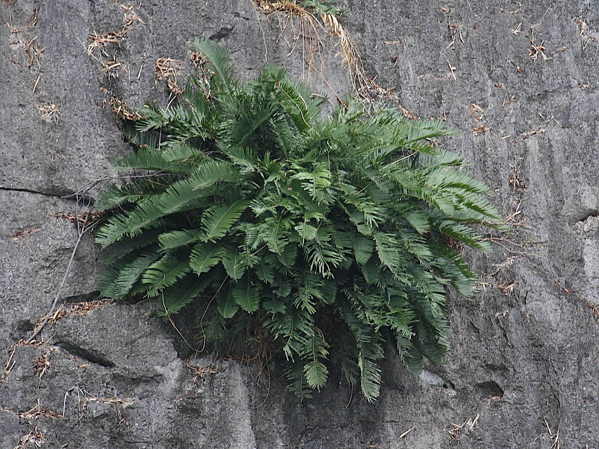 cycas_tropophylla1bd