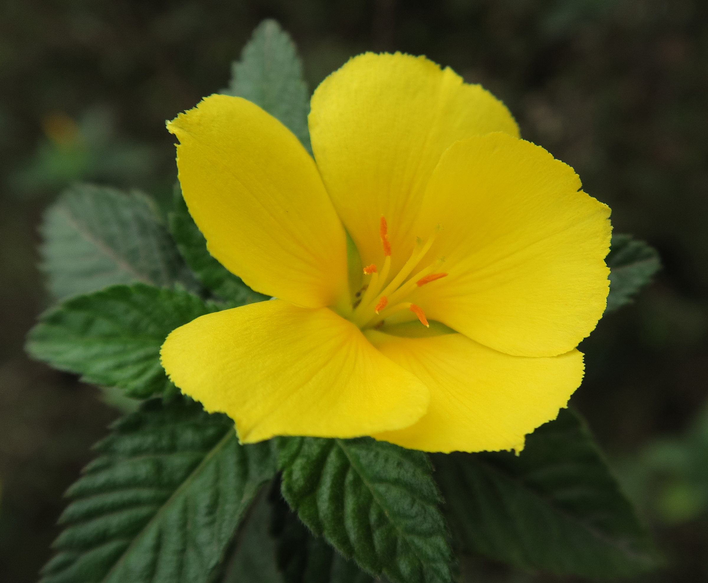 turnera_ulmifolia6md