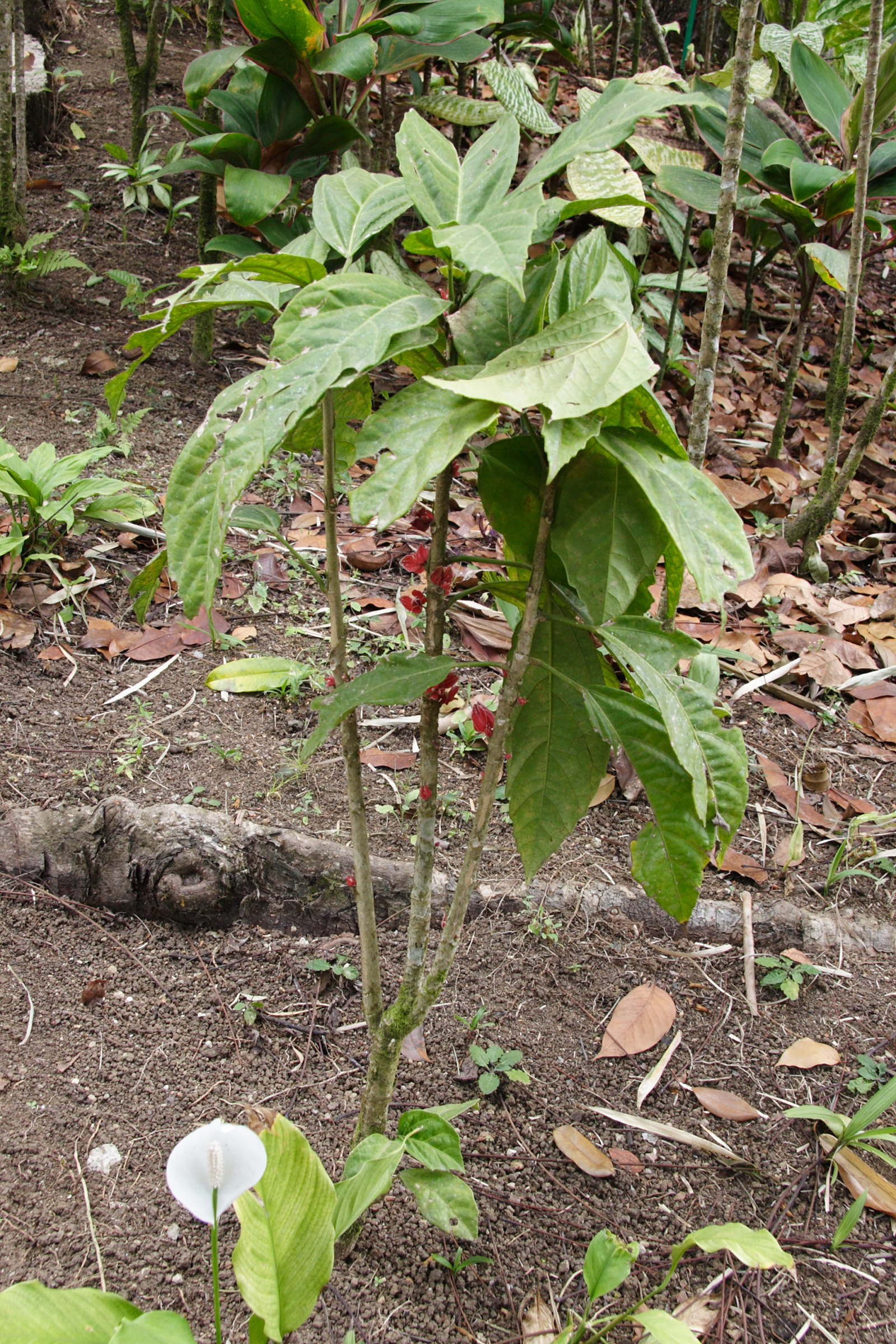 goethea_strictiflora1md