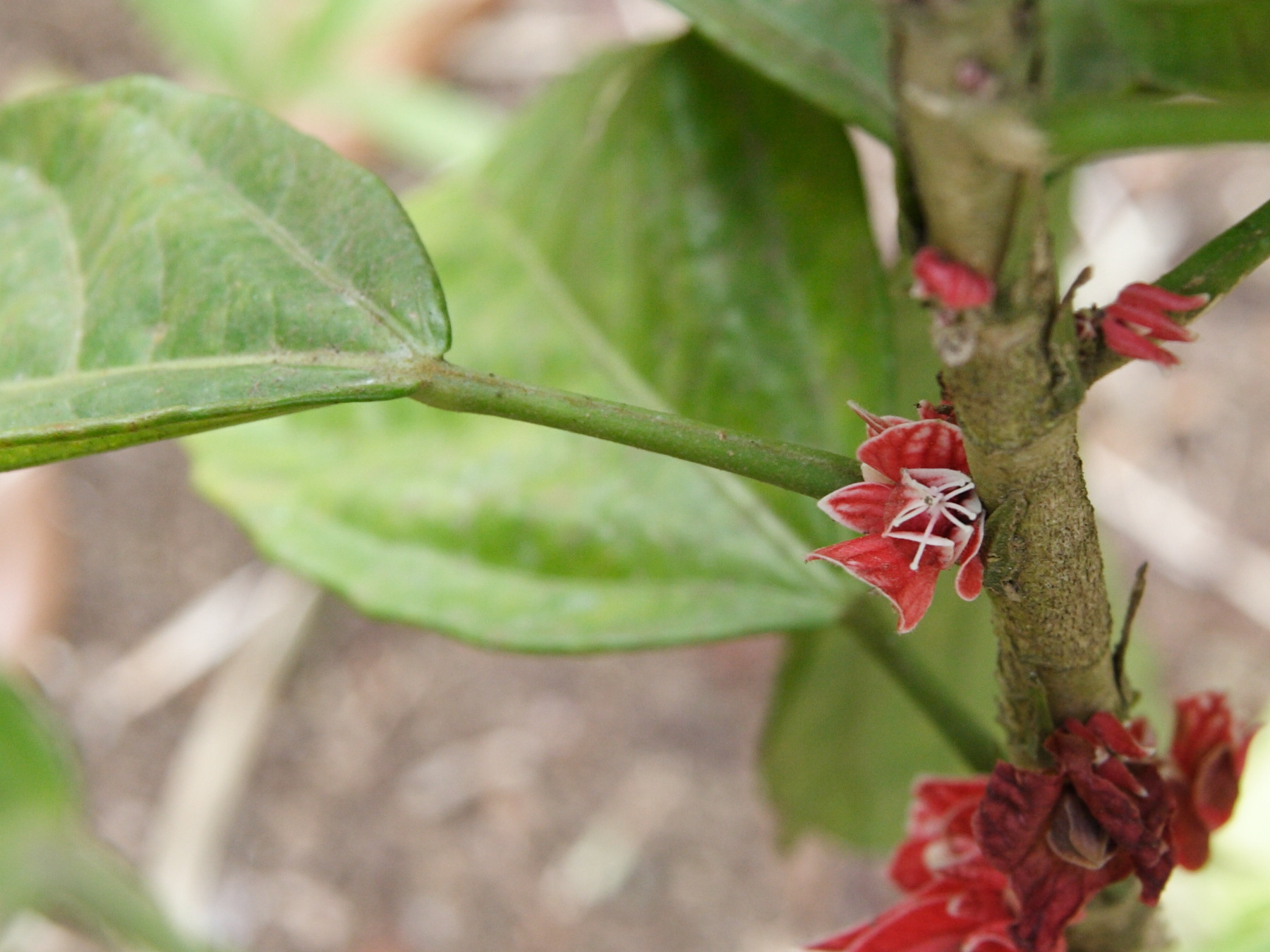 goethea_strictiflora2md