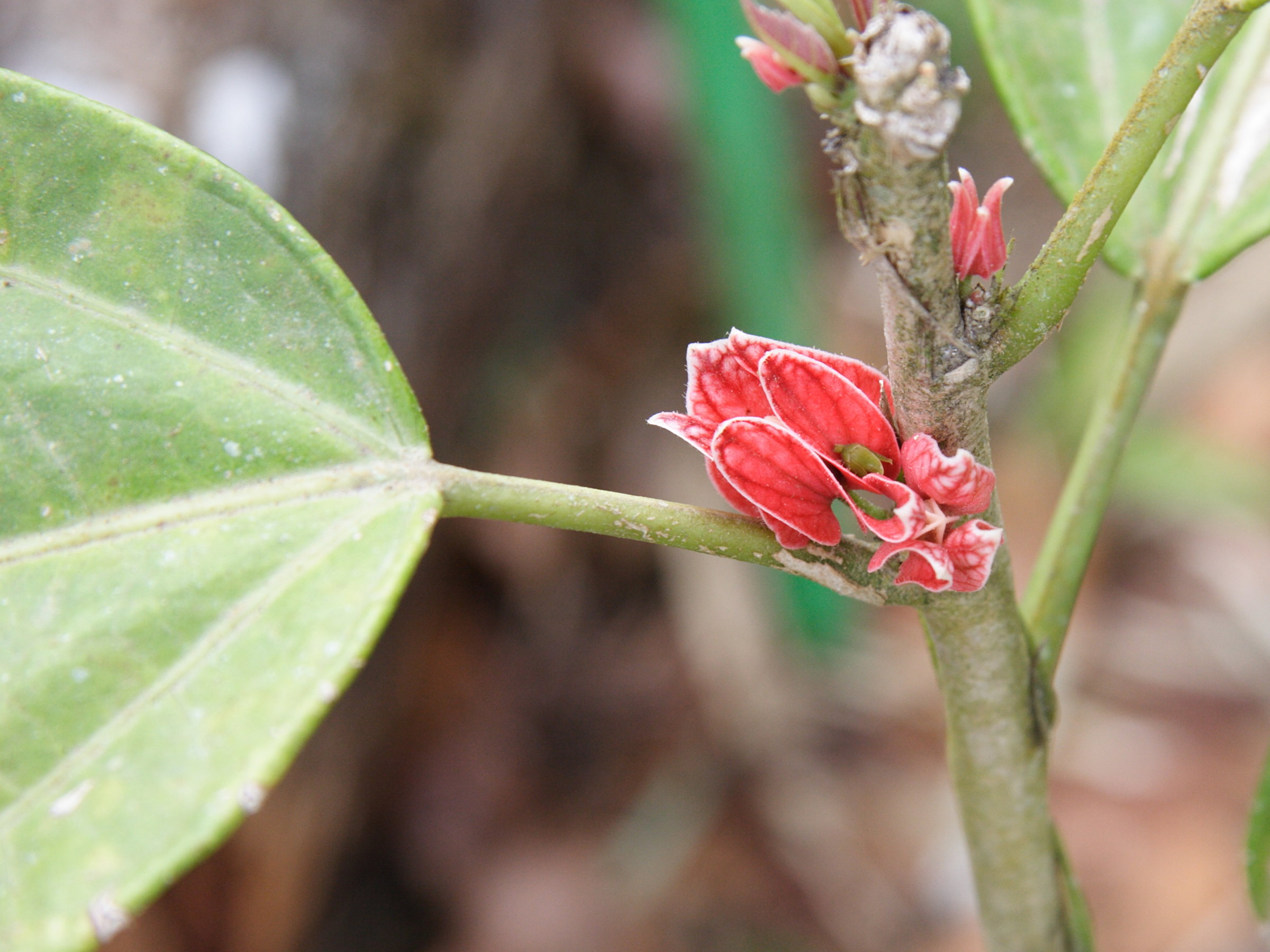 goethea_strictiflora3md