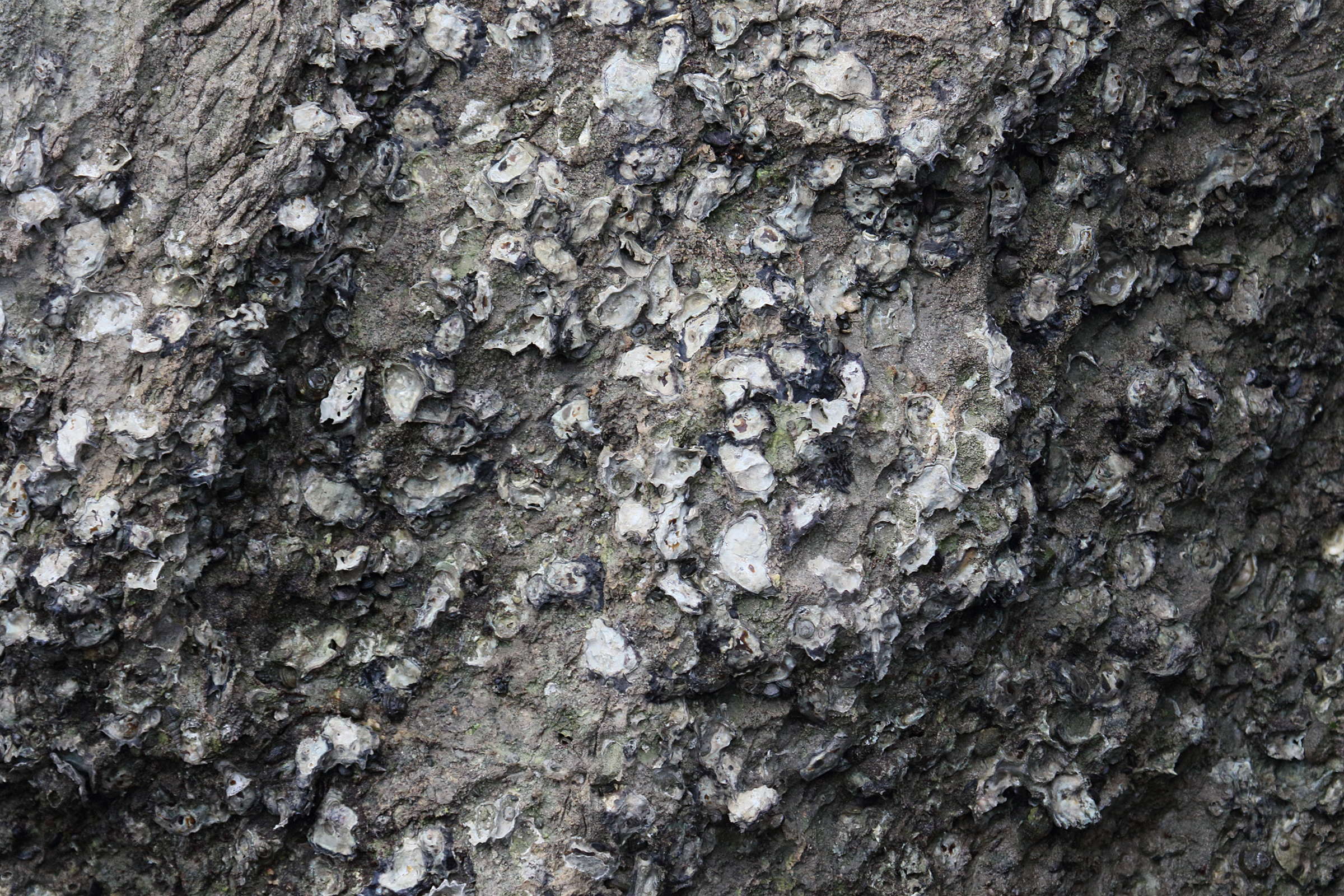 saccostrea_scyphophylla1bd