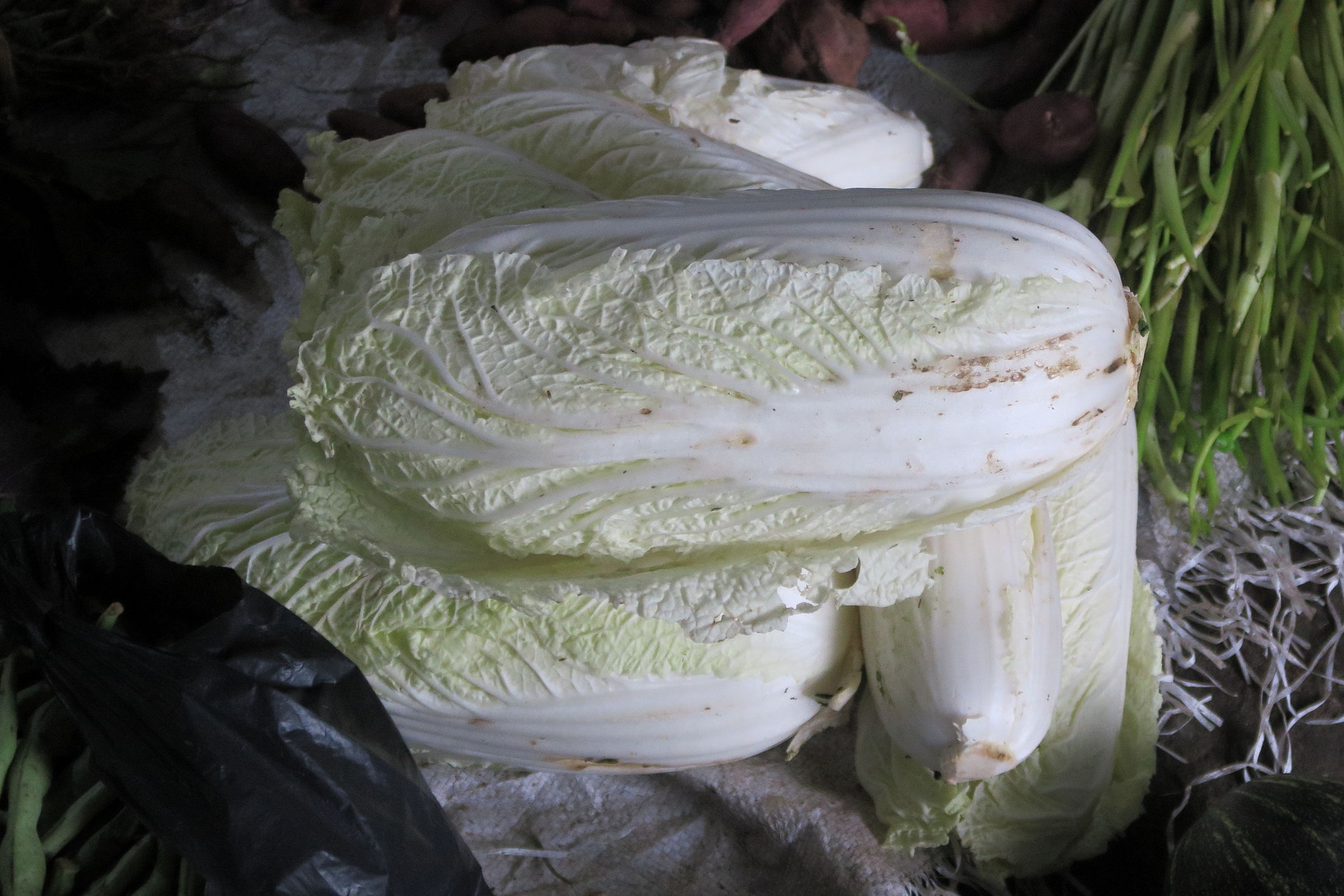 Afficher le média brassica_rapa_pekinensis1md brassica_rapa_pekinensis1md