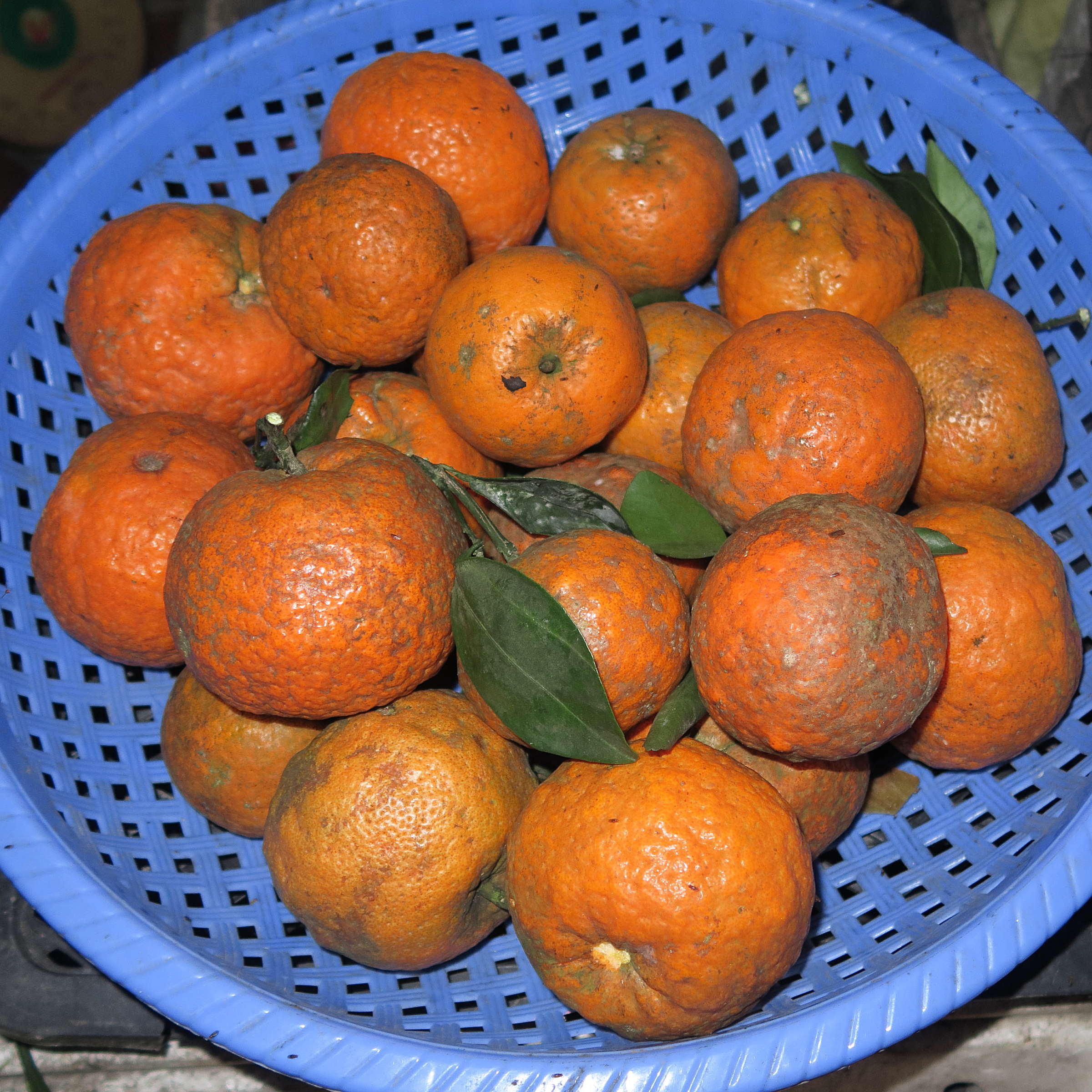 citrus_reticulata1md