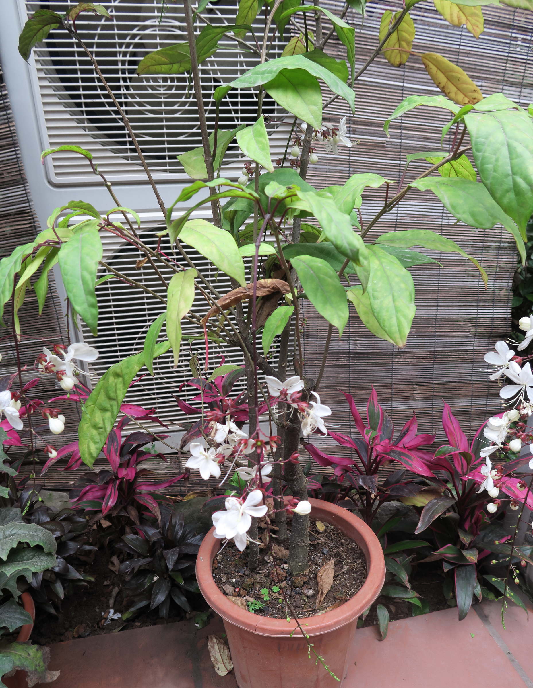 clerodendrum_laevifolium1md