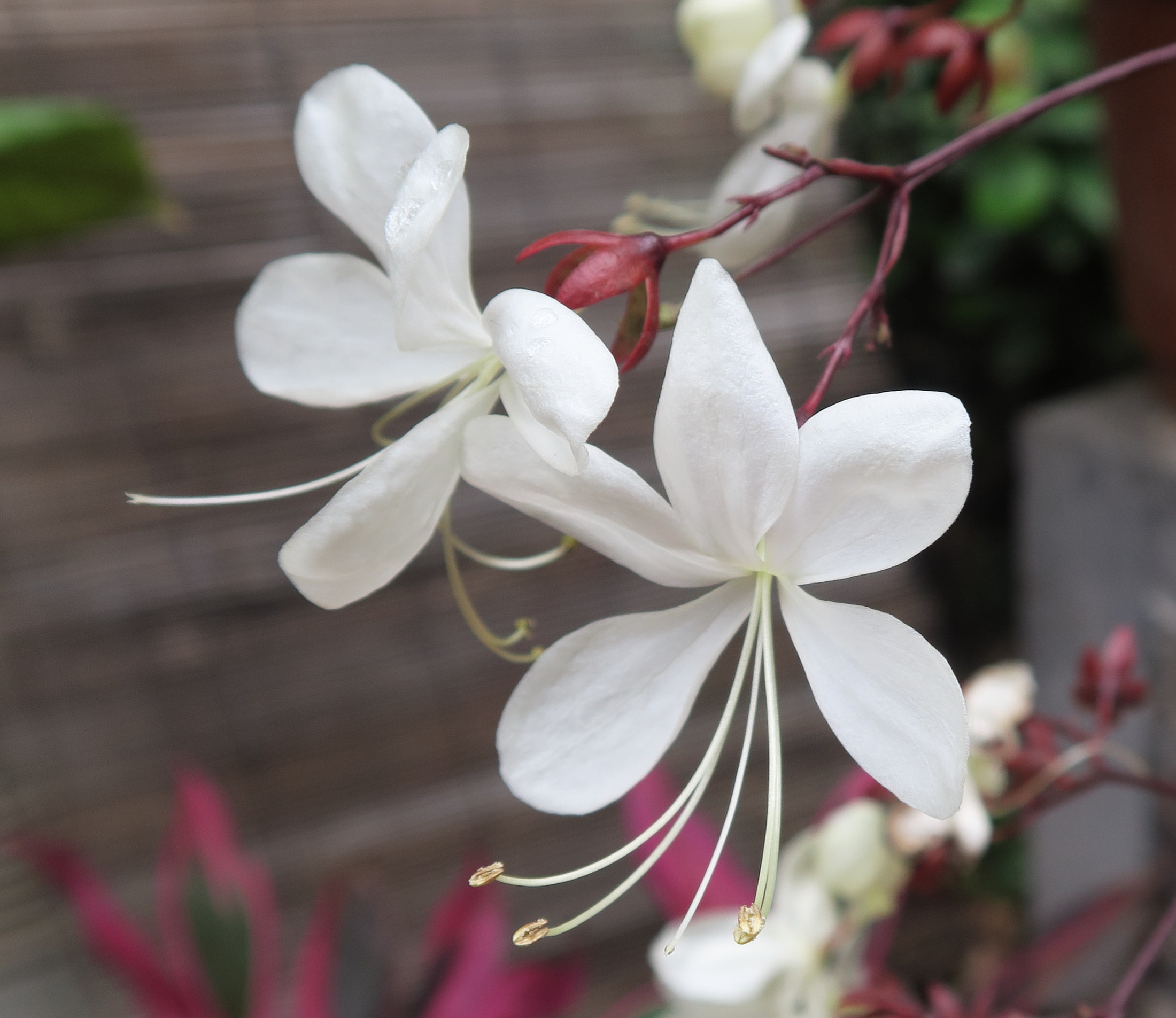 clerodendrum_laevifolium2md
