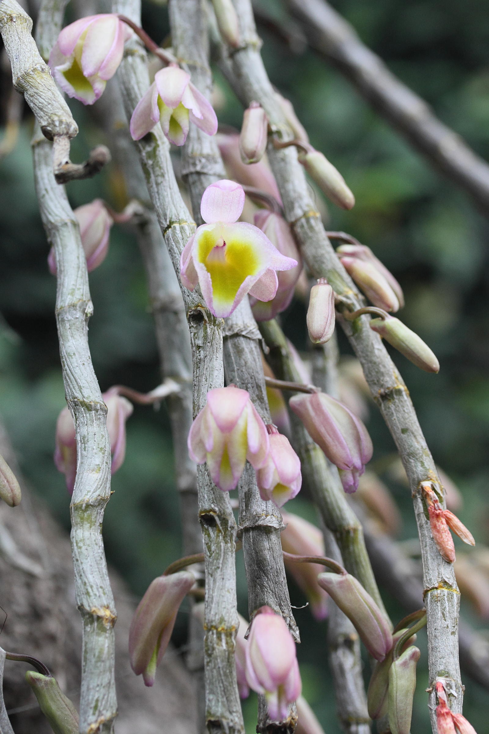 dendrobium_primilinum1md