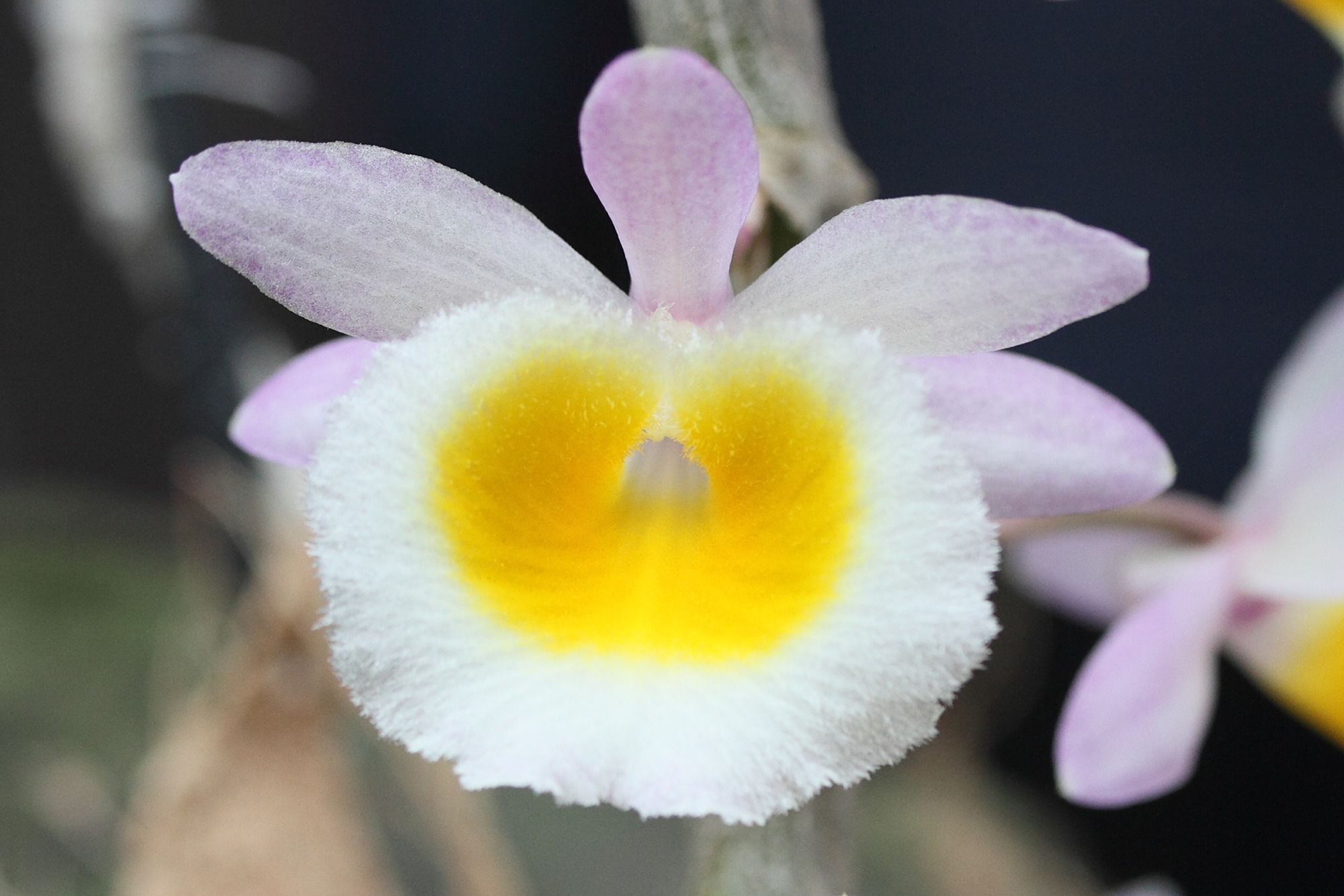 dendrobium_primulinum2md