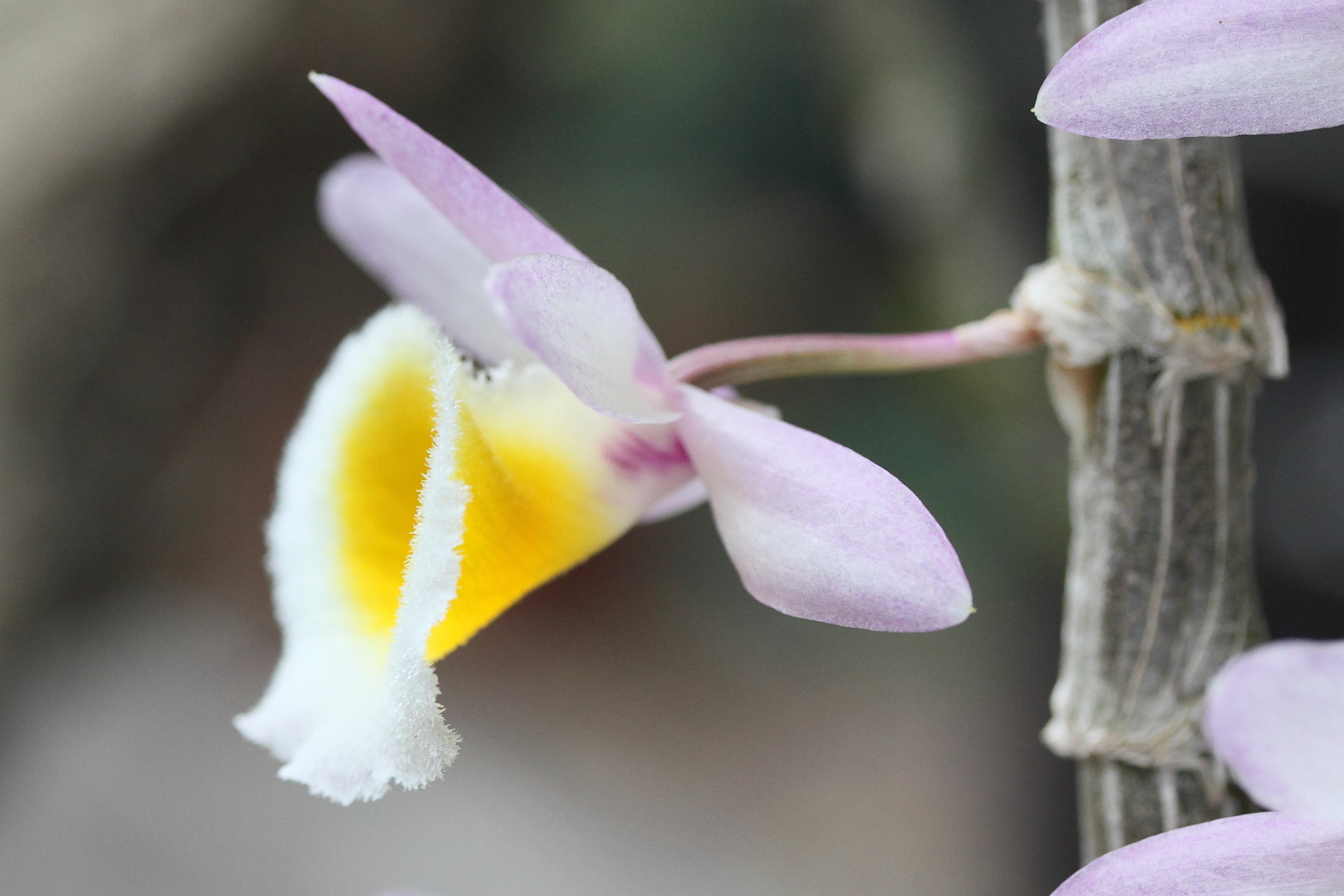 dendrobium_primulinum3md