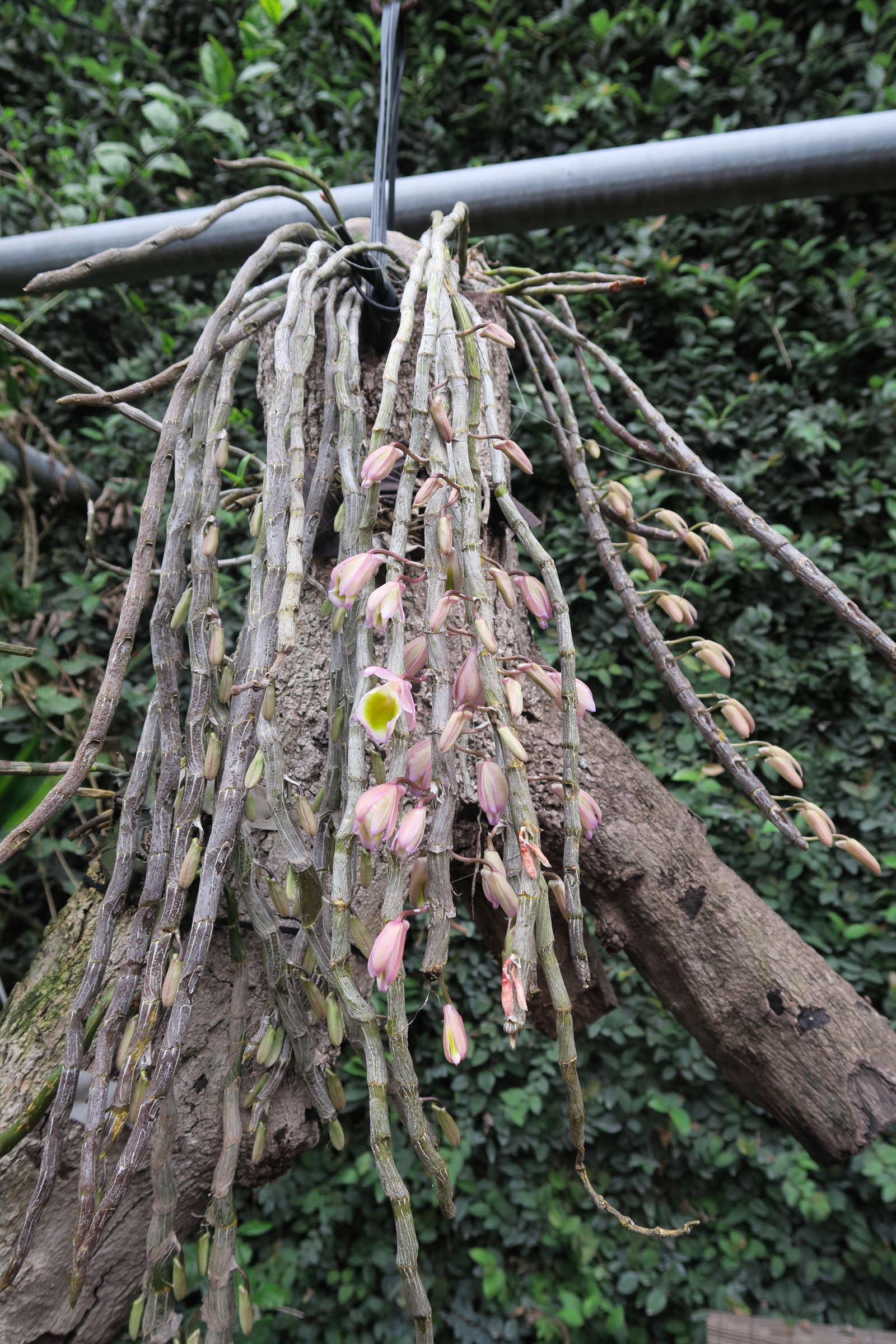 dendrobium_primulinum4md