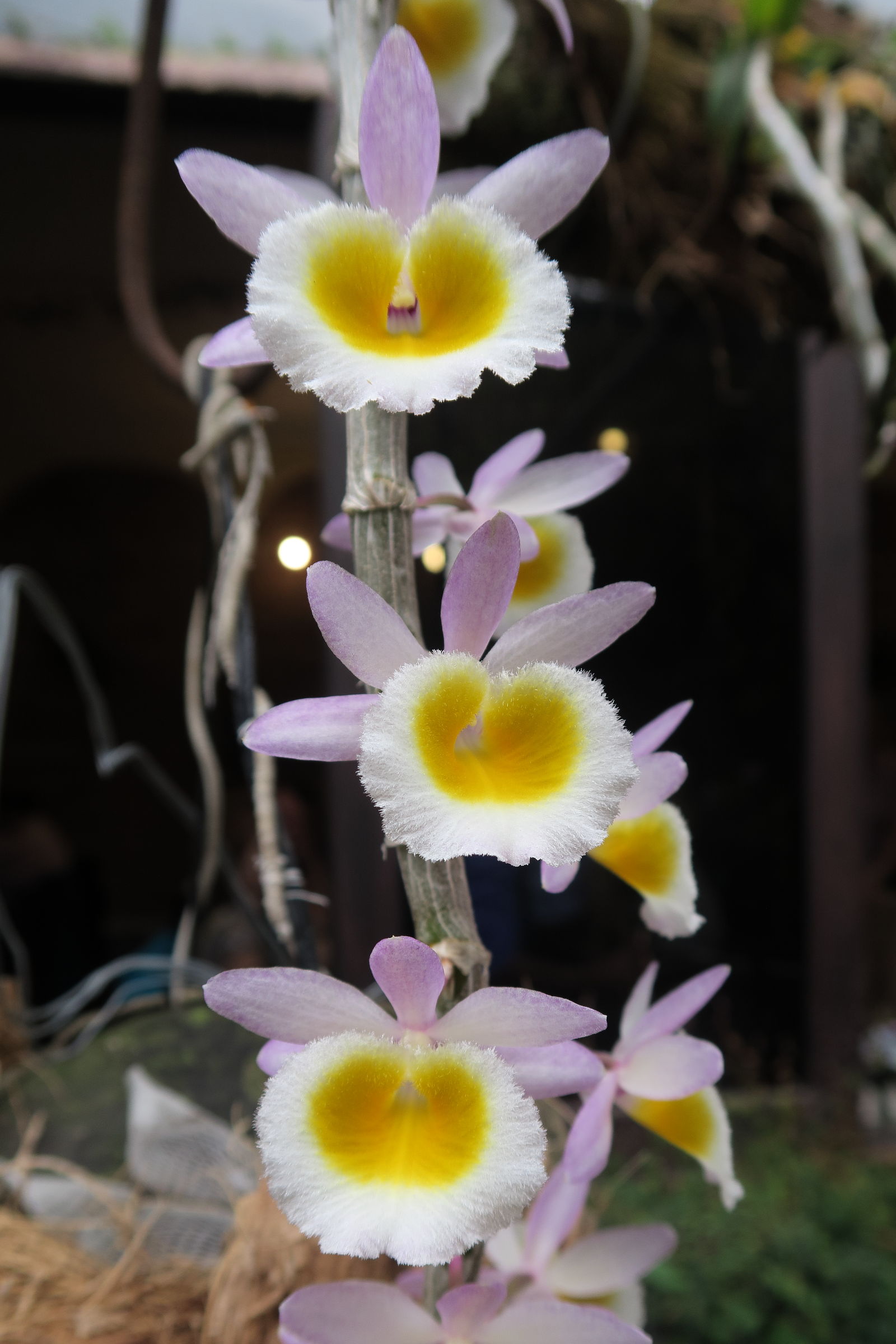 dendrobium_primulinum5md