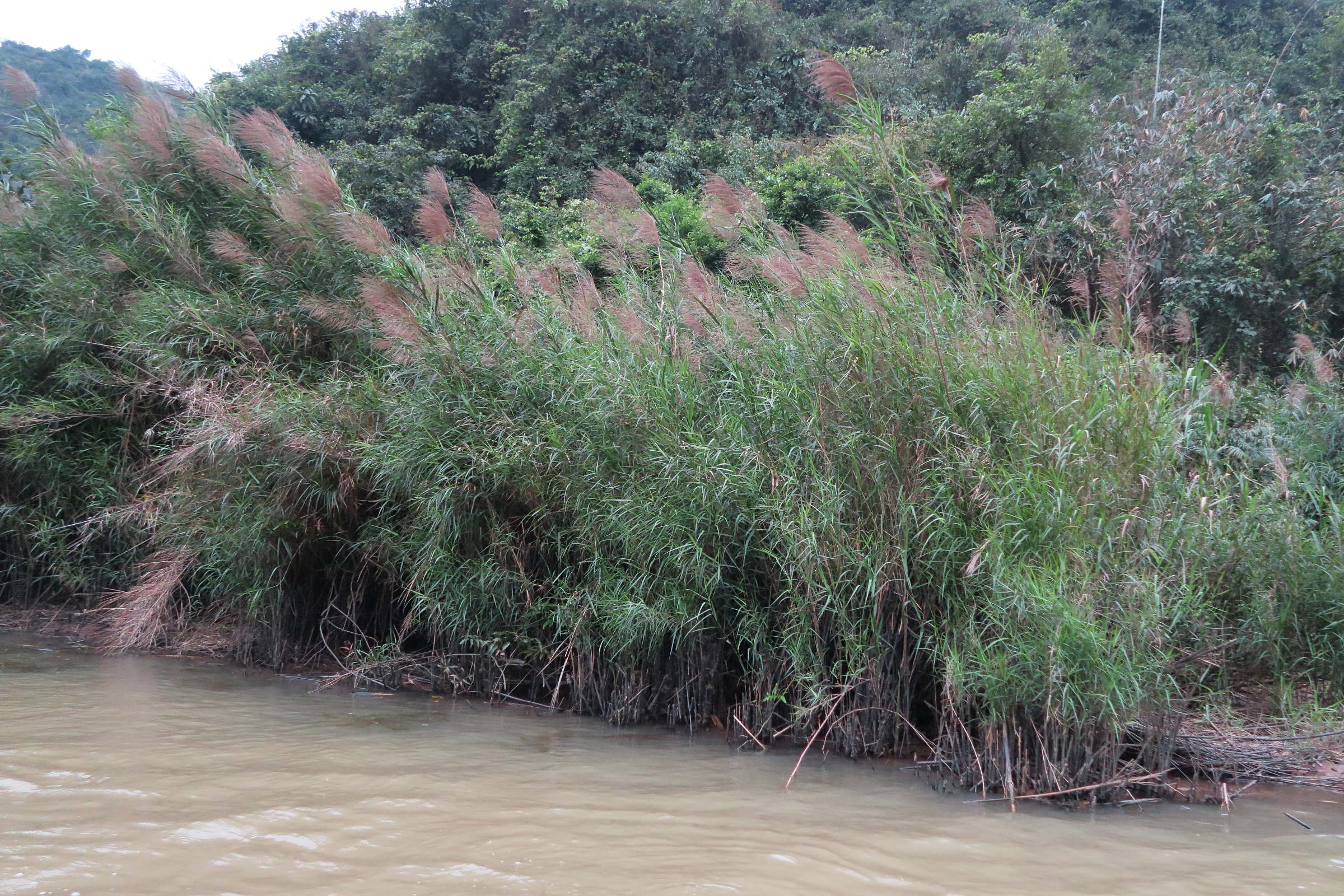 neyraudia_reynaudiana1md