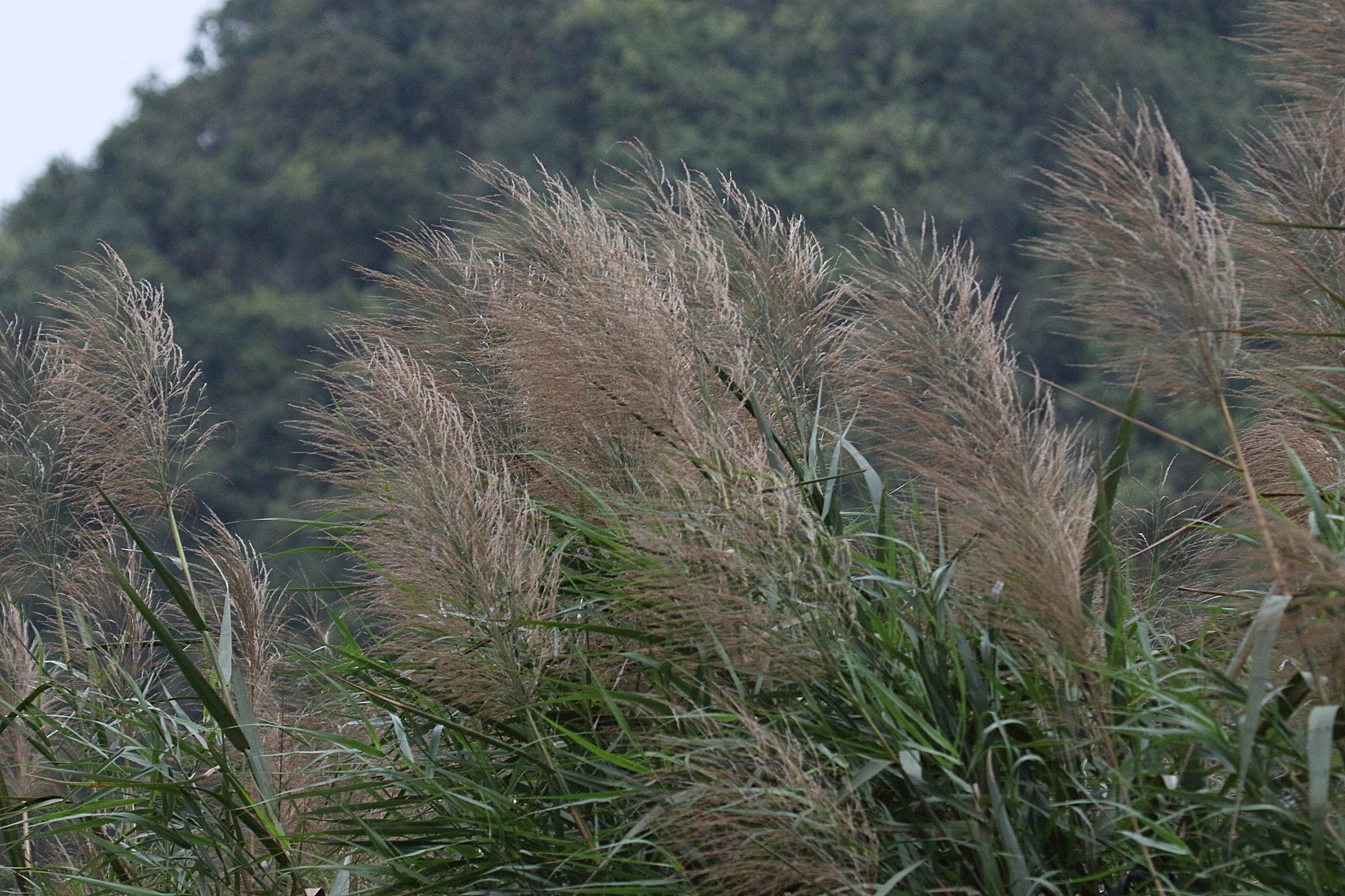 neyraudia_reynaudiana2bd