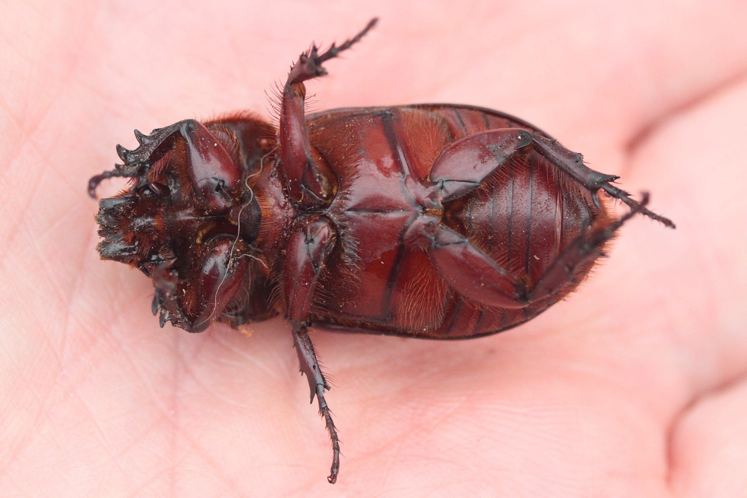 oryctes_rhinoceros6md