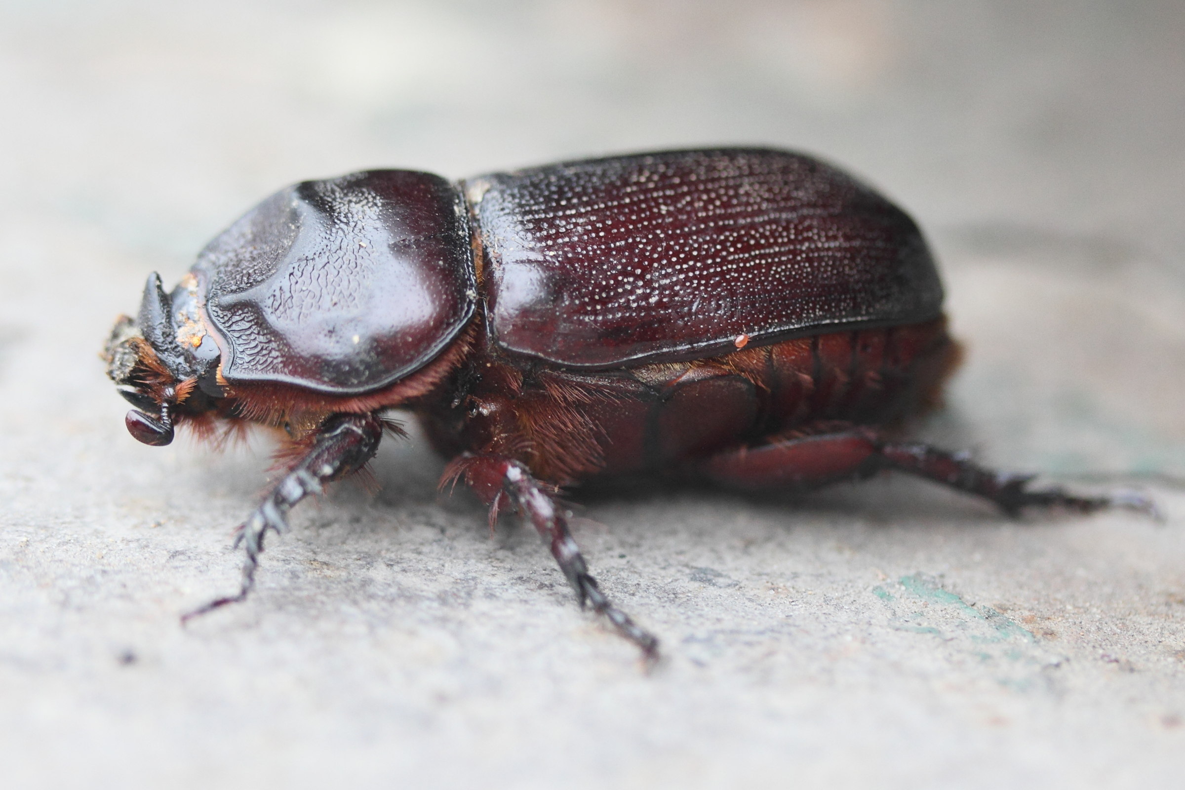 oryctes_rhinoceros7md