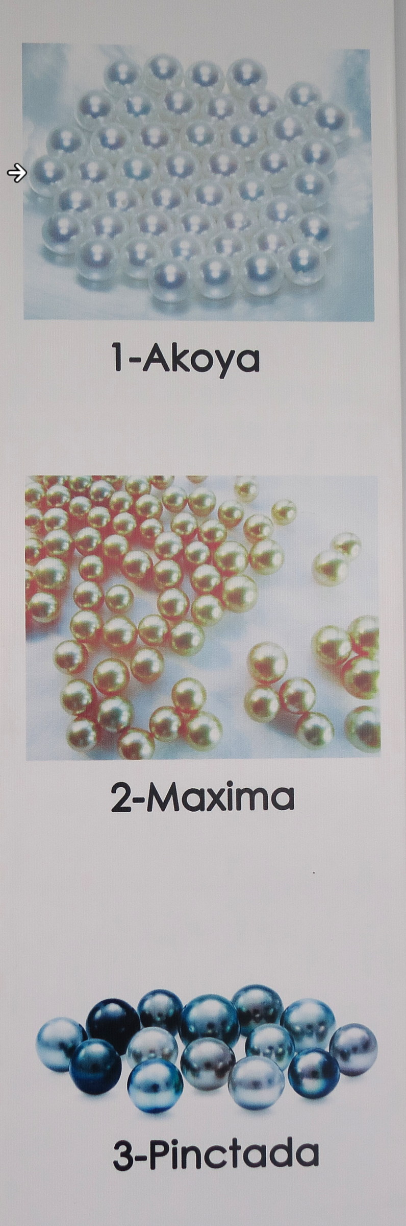 pinctada-perles_akoya1md