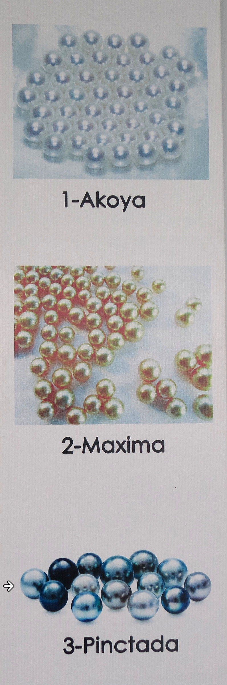 pinctada-perles_margaritifera1md