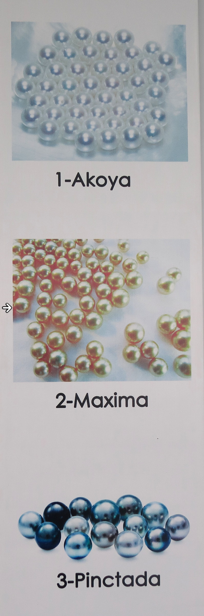 Afficher le média pinctada-perles_maxima1md pinctada-perles_maxima1md