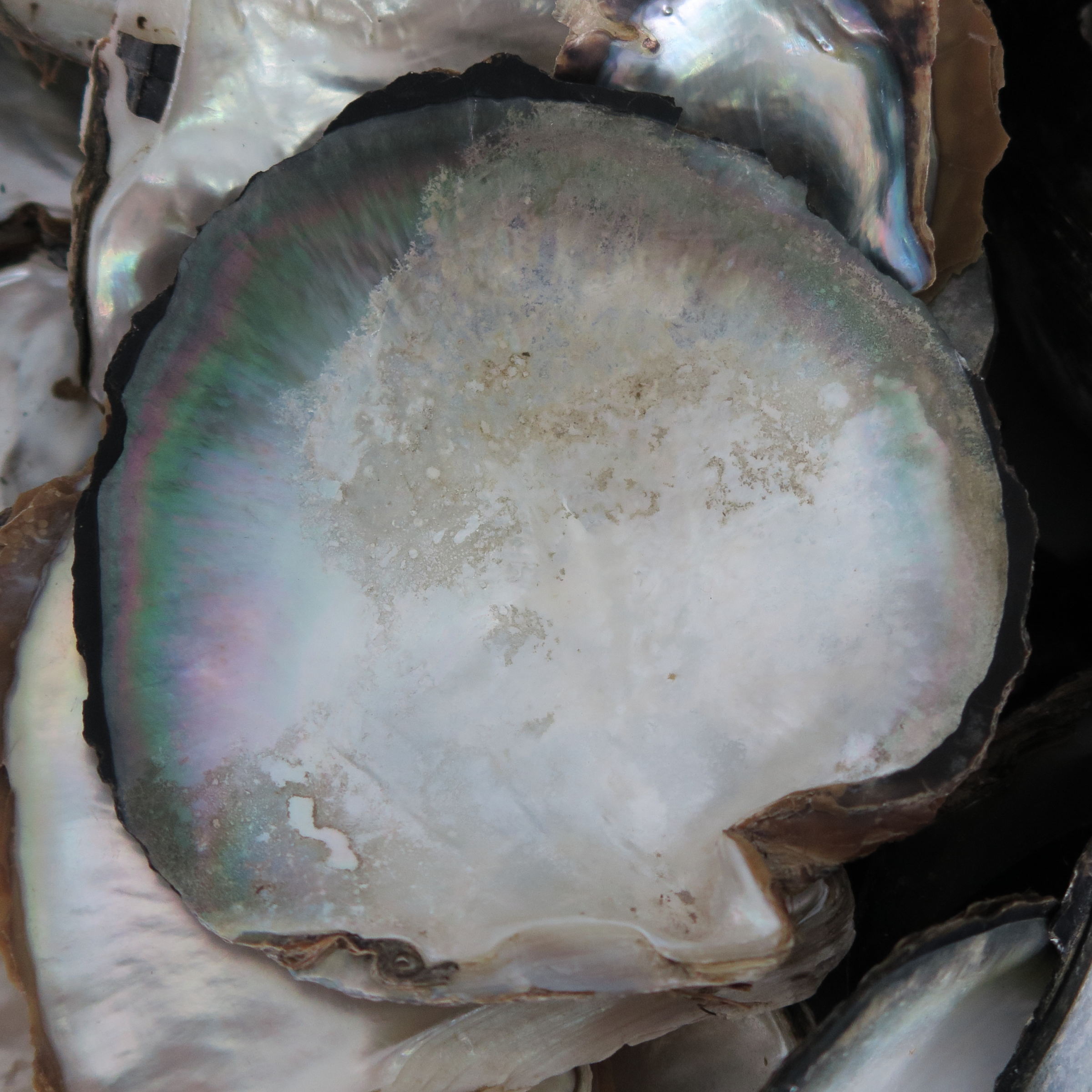 pinctada_margaritifera1md