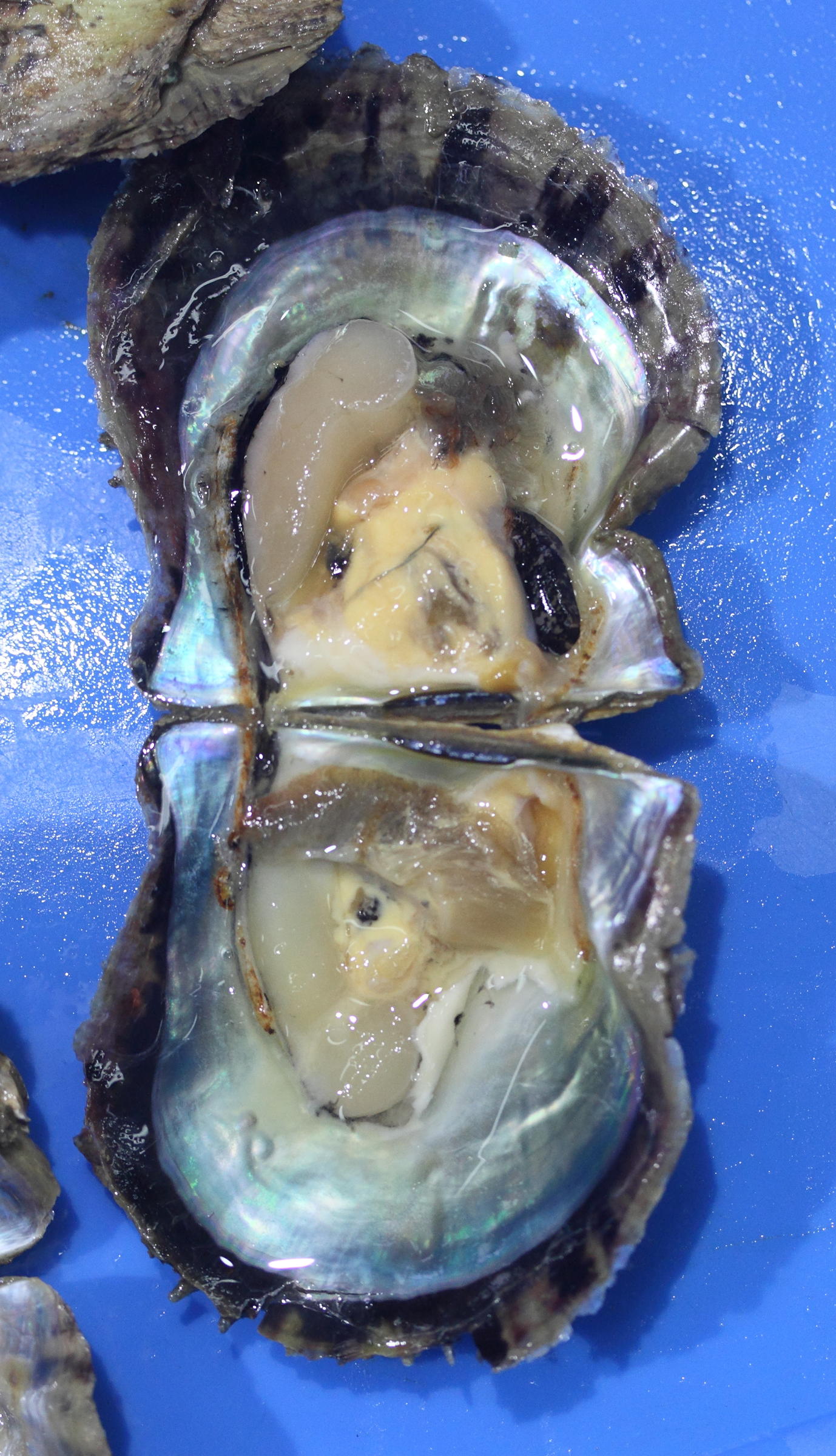 pinctada_martensii1md