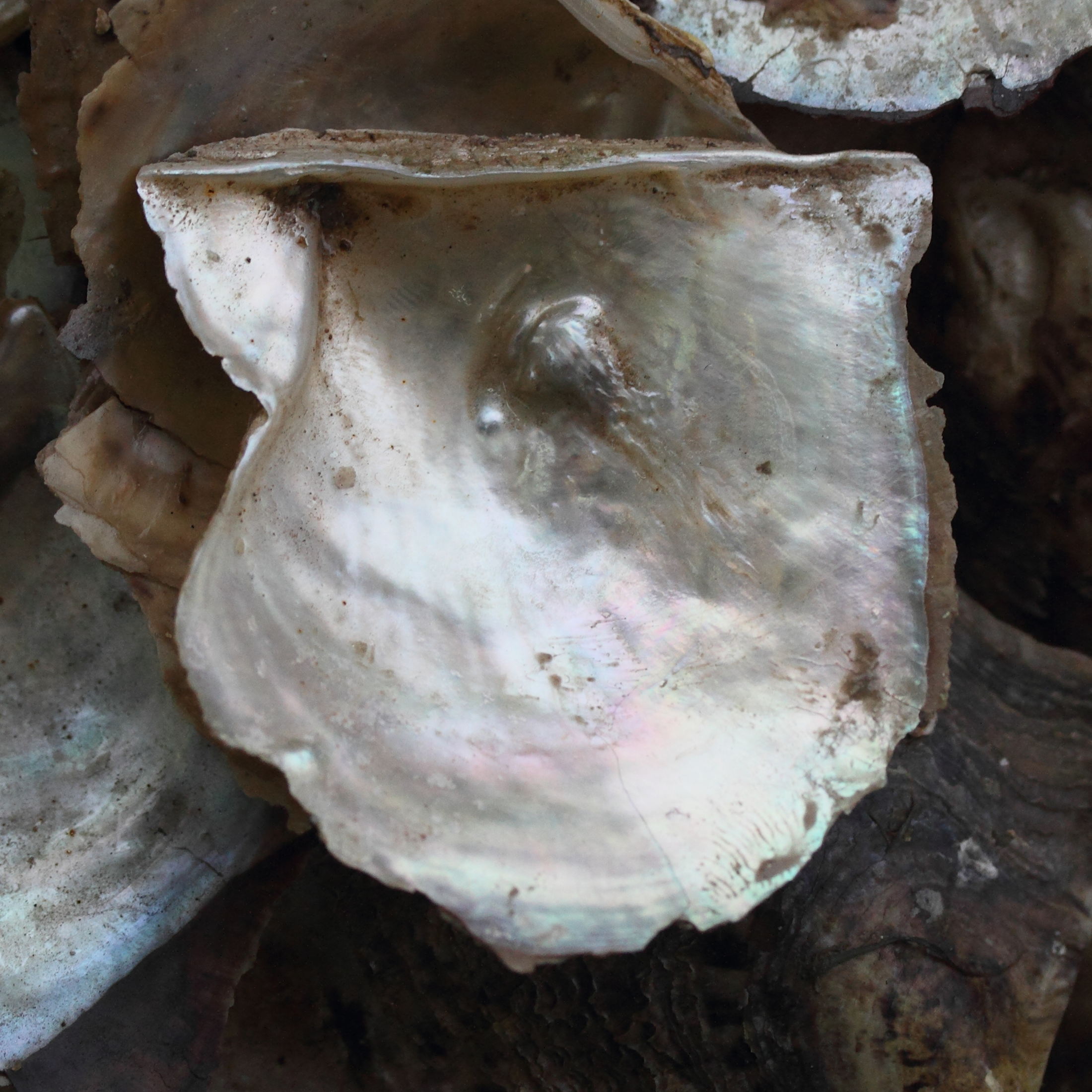 pinctada_martensii2md