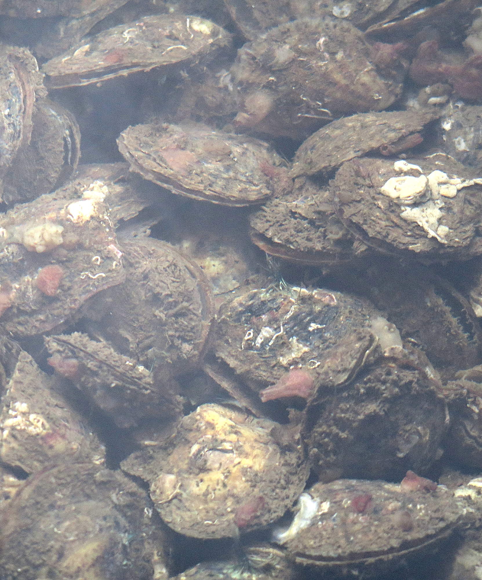 pinctada_martensii3md