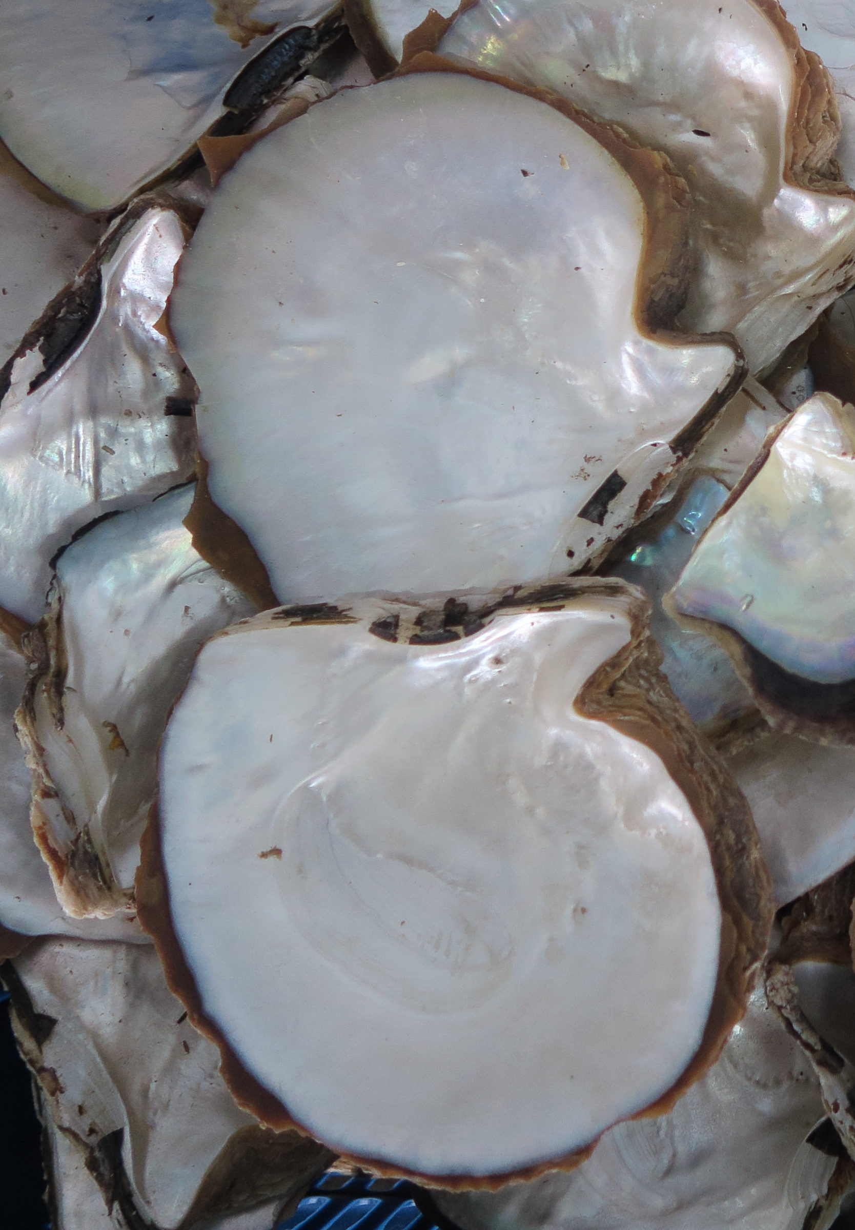 Afficher le média pinctada_maxima1md pinctada_maxima1md