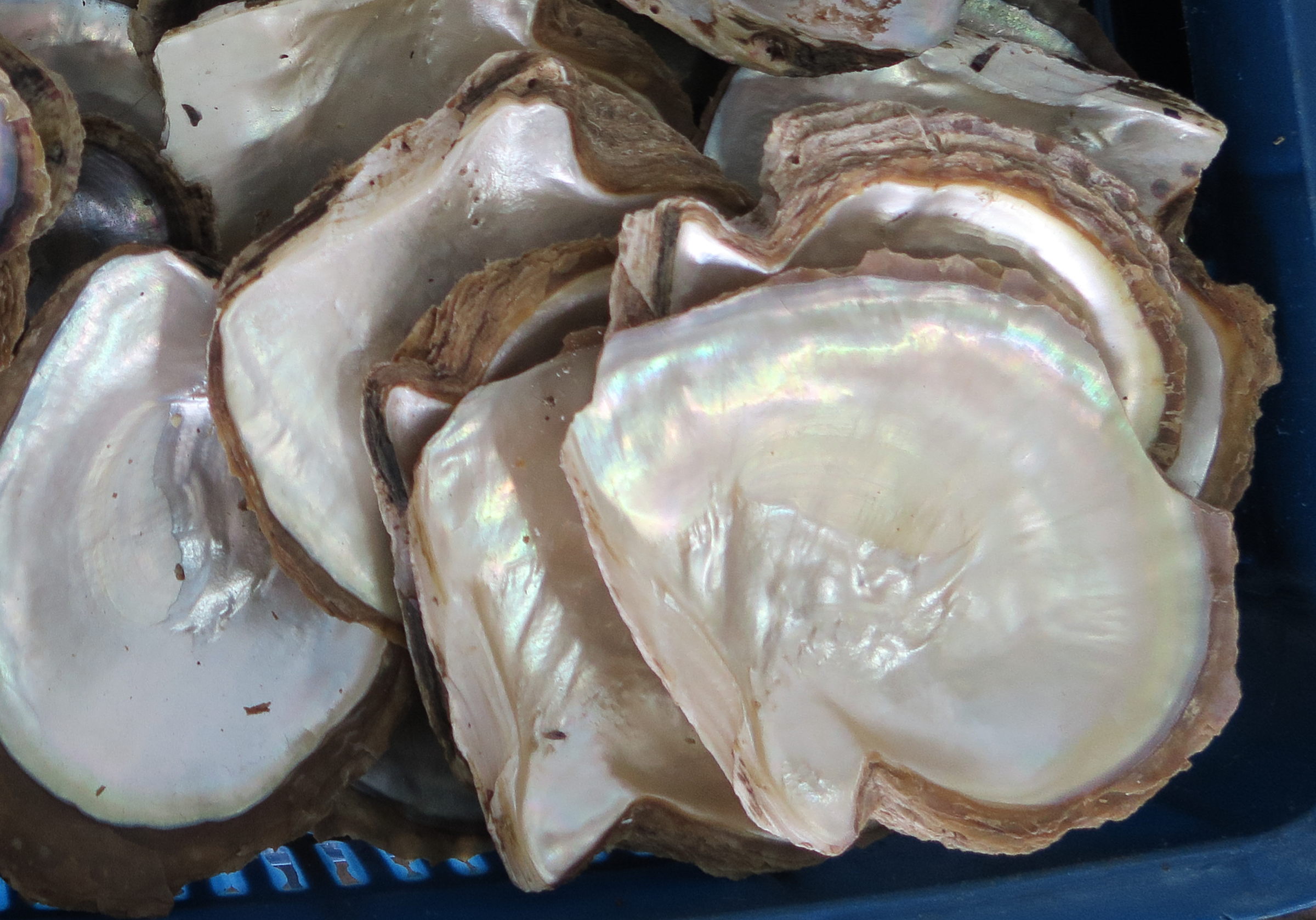 Afficher le média pinctada_maxima2md pinctada_maxima2md