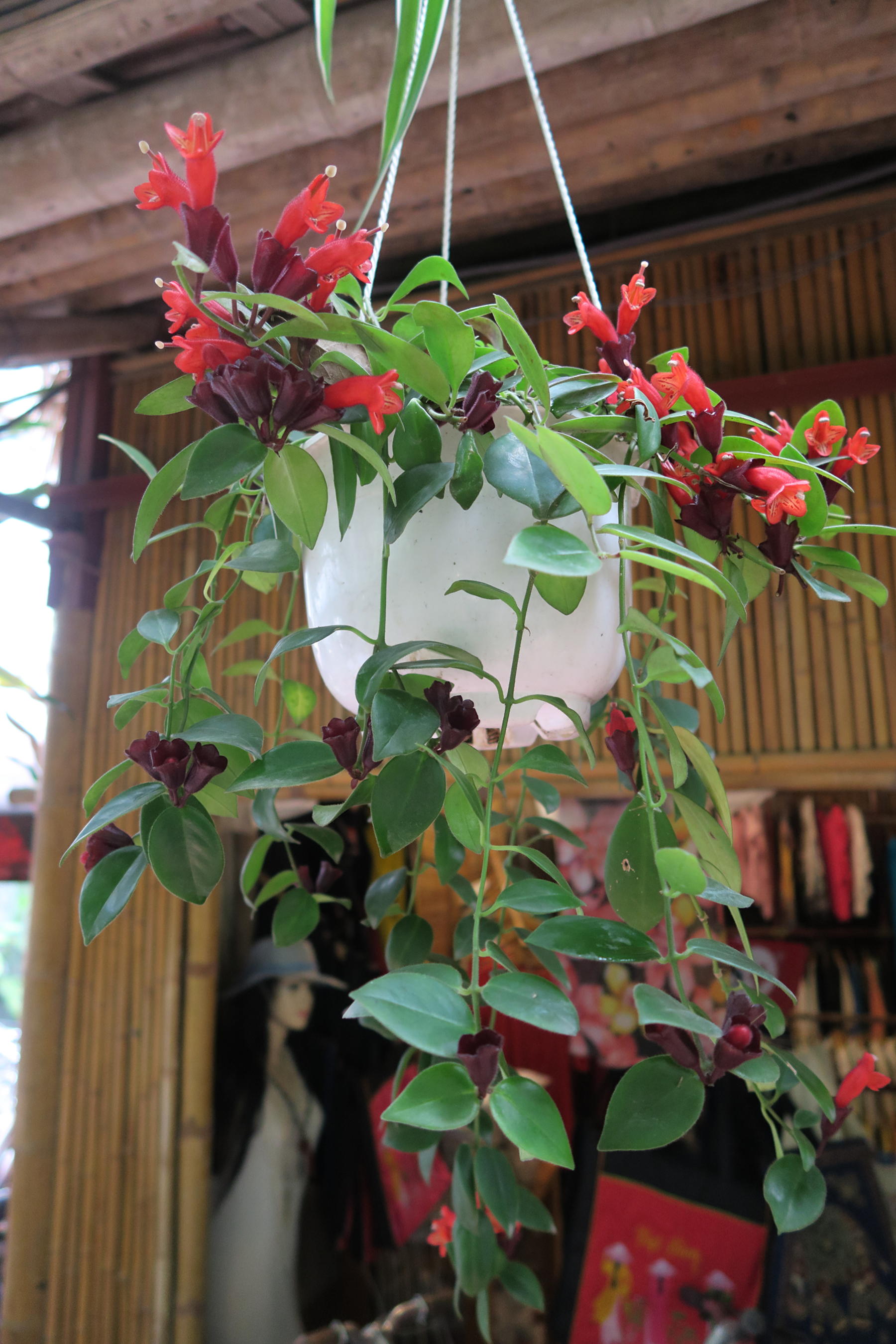 aeschynanthus_radica-s1md