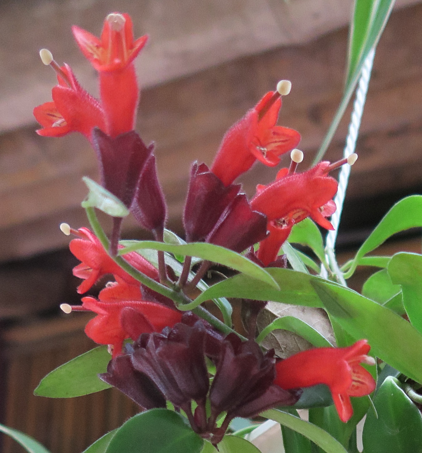aeschynanthus_radicans2md