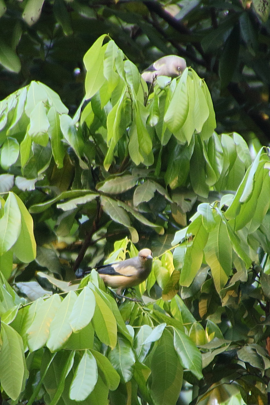 etourneau_mandarin_-_sturnia_sinensis2bd