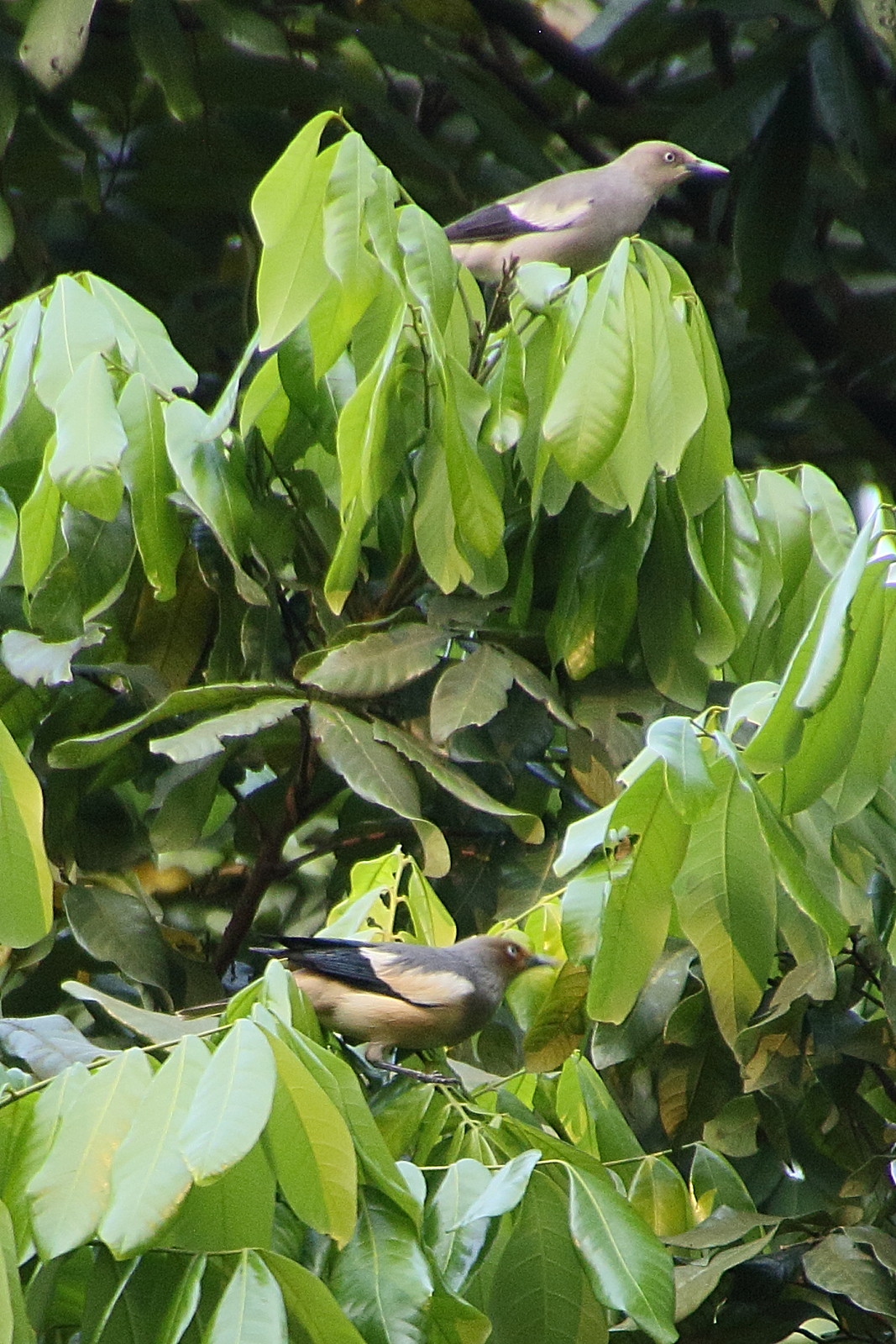 etourneau_mandarin_-_sturnia_sinensis3bd