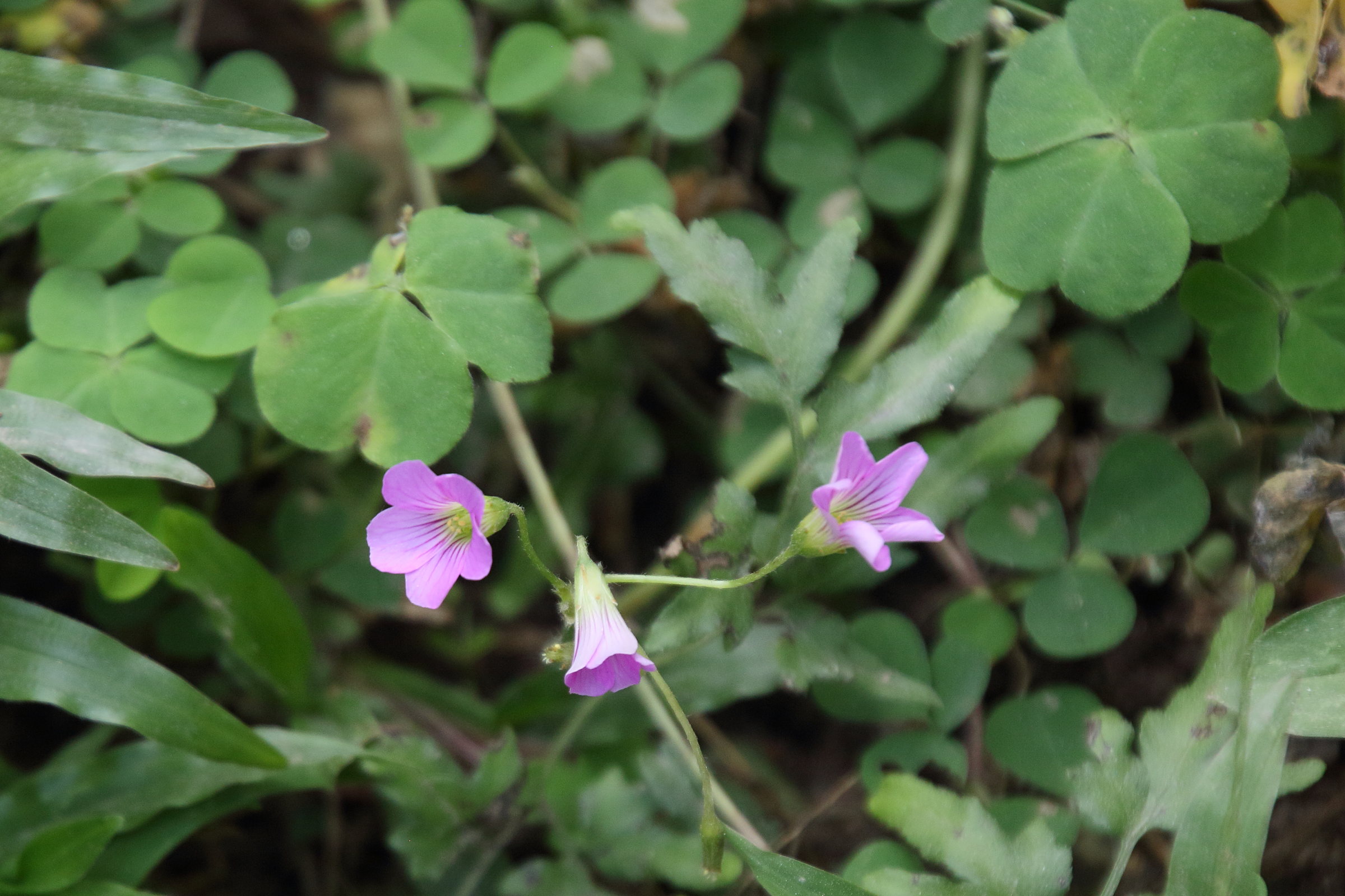 oxalis_corymbosa1bd