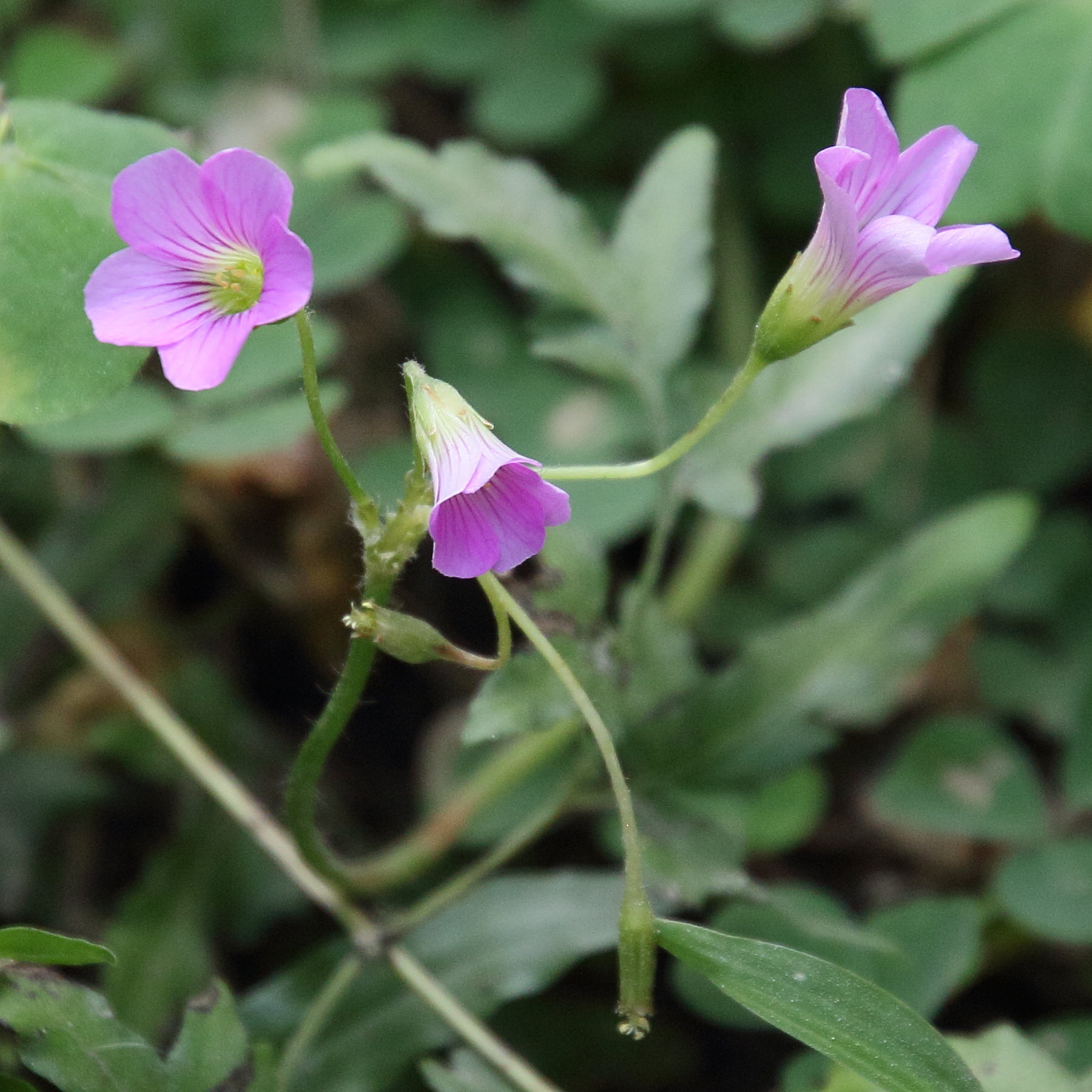 oxalis_corymbosa2bd