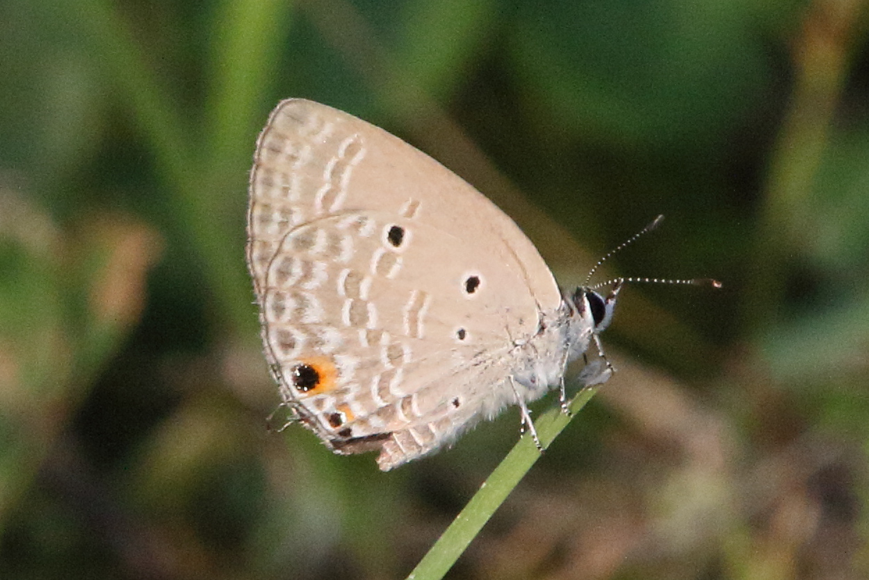 chilades_pandava_pandava1bd