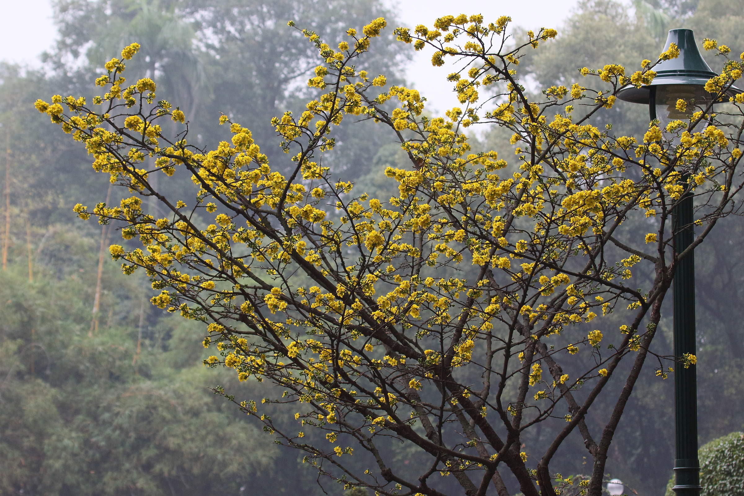 ochna_integerrima5bd