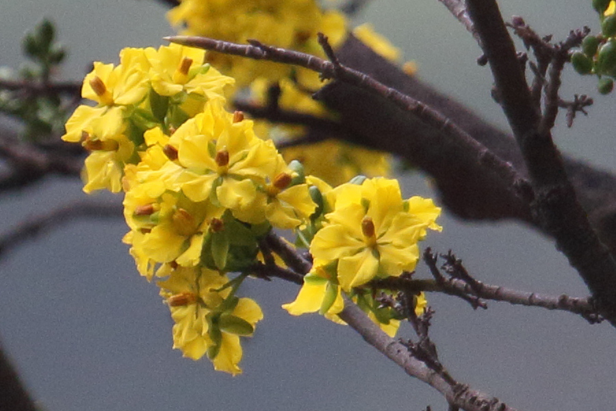 ochna_integerrima6bd