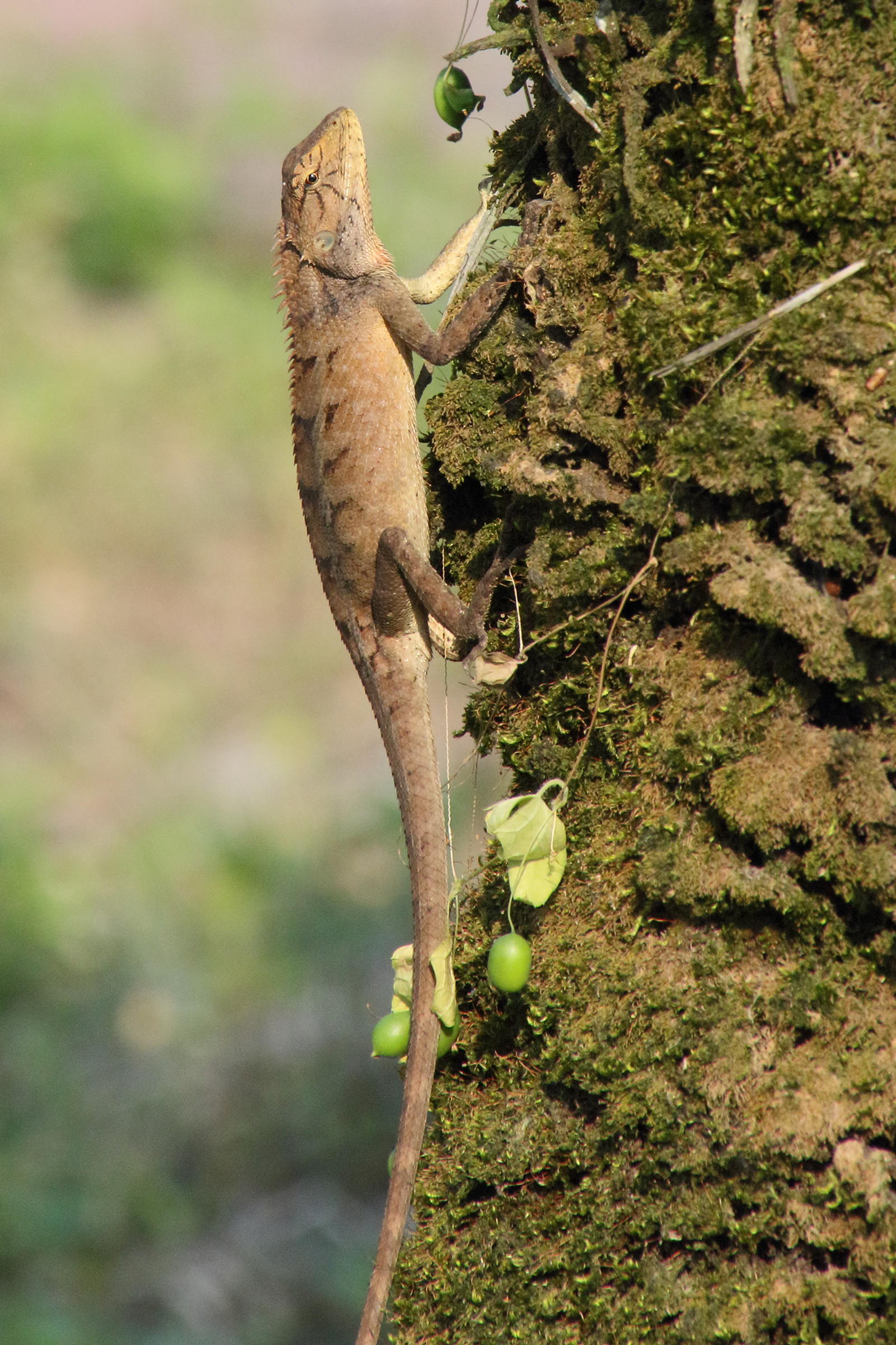 calotes_versicolor6bd