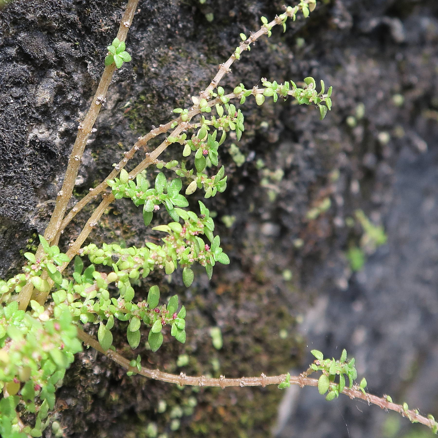 Afficher le média pilea_microphylla5md pilea_microphylla5md